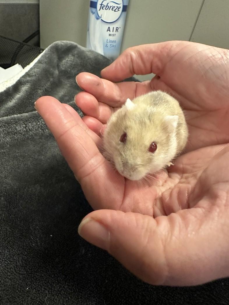Daisy, Adult Female Hamster