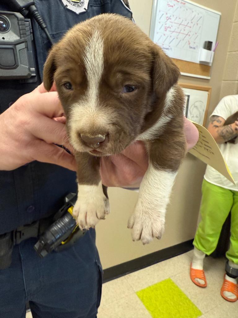 Nipsey Blue, Adoptable, Puppy Male Pit Bull Terrier.