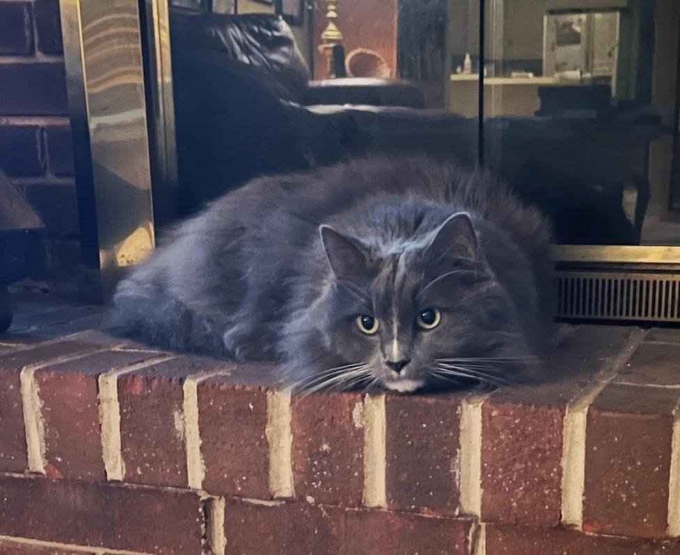 Enlarge Sox, a ADOPTABLE Domestic Long Hair in KNOXVILLE, MD image 1/4