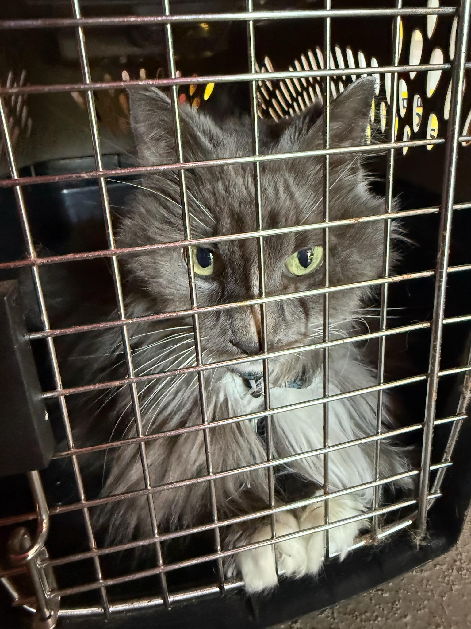 Enlarge Sox, a ADOPTABLE Domestic Long Hair in KNOXVILLE, MD image 2/4