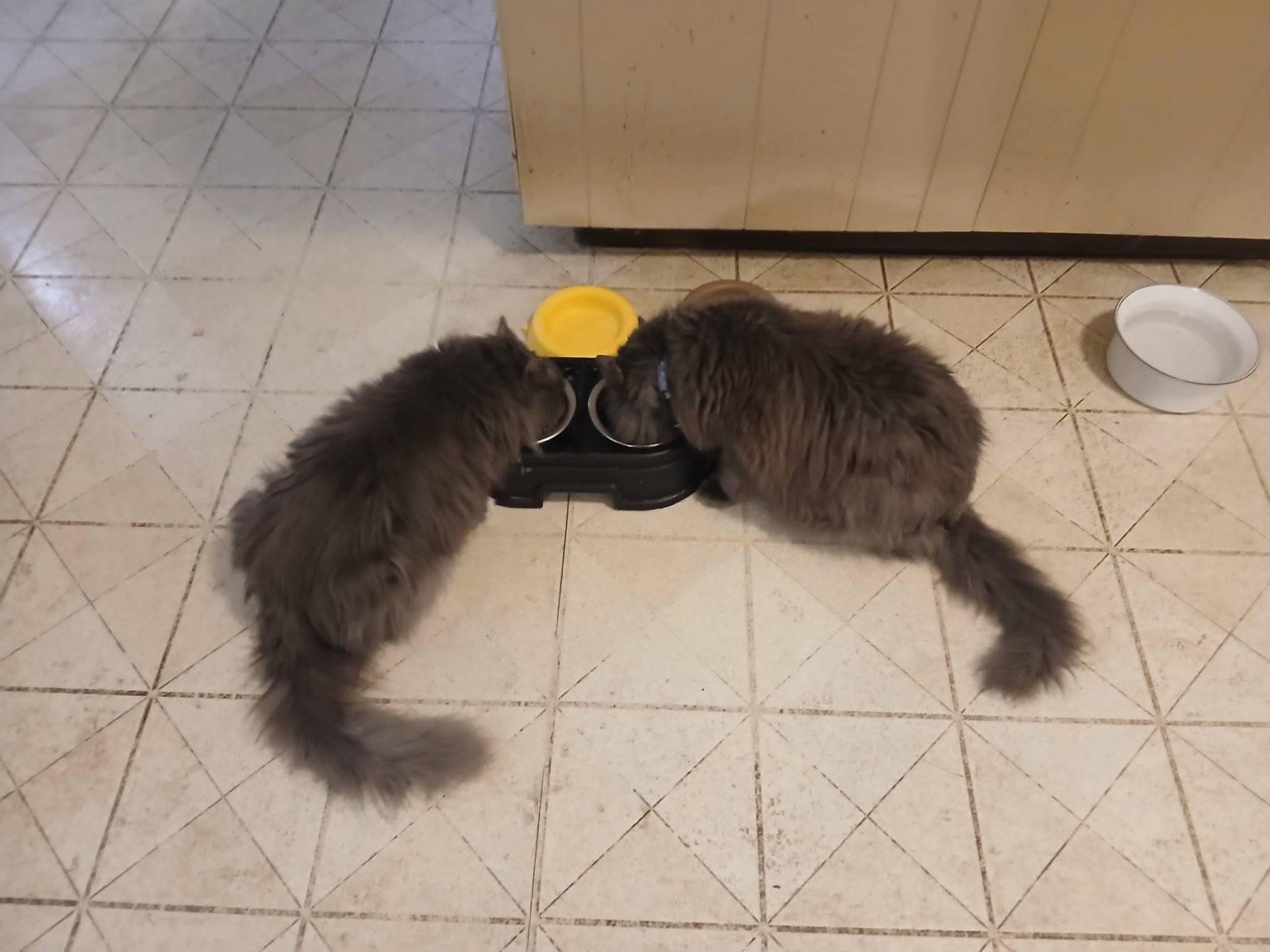 Enlarge Sox, a ADOPTABLE Domestic Long Hair in KNOXVILLE, MD image 4/4