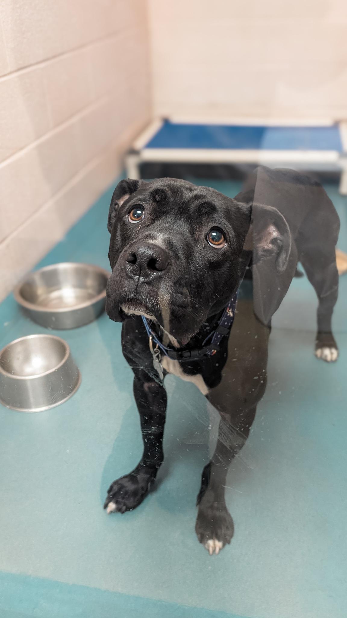 Loki, a Adoptable Pit Bull Terrier in Phoenix, MD image 3/4