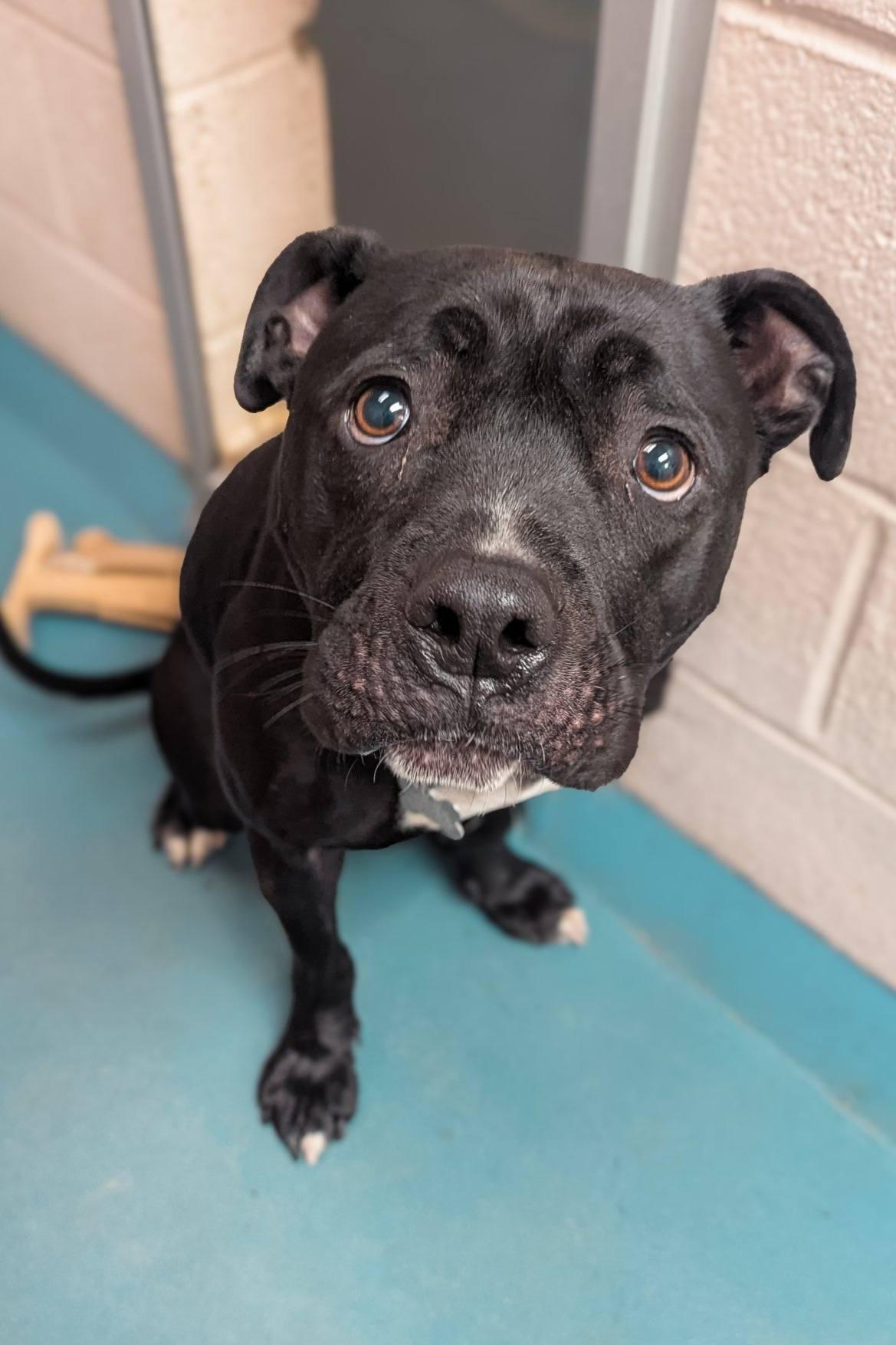 Loki, a Adoptable Pit Bull Terrier in Phoenix, MD image 4/4