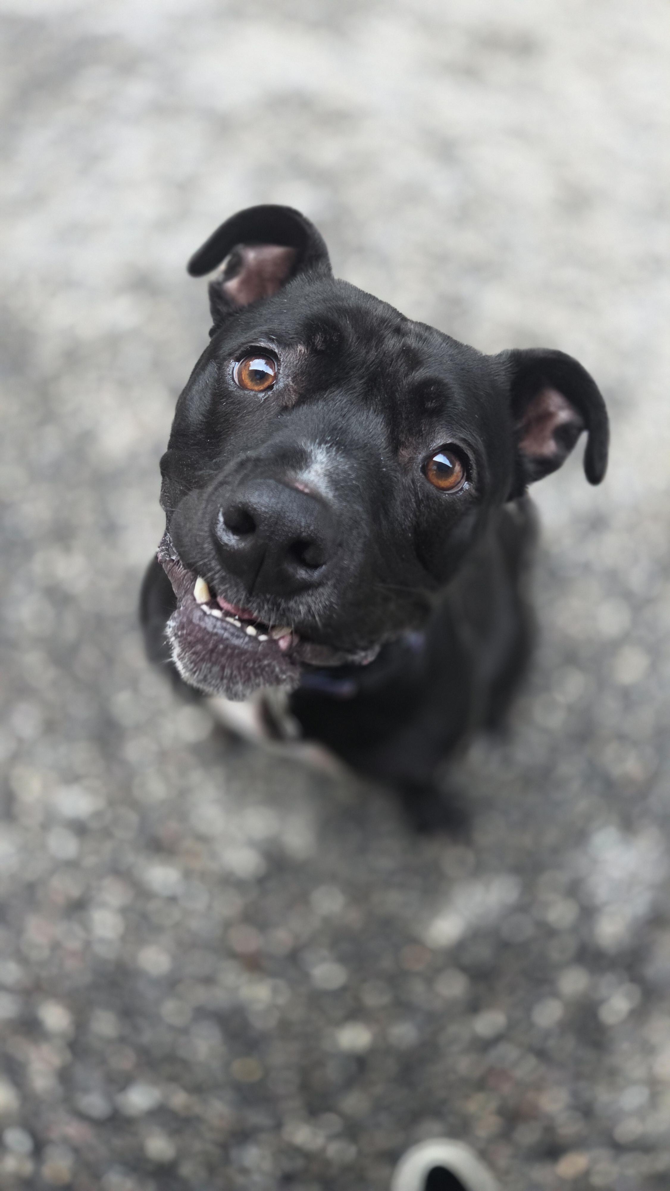 Loki, a Adoptable Pit Bull Terrier in Phoenix, MD image 2/4