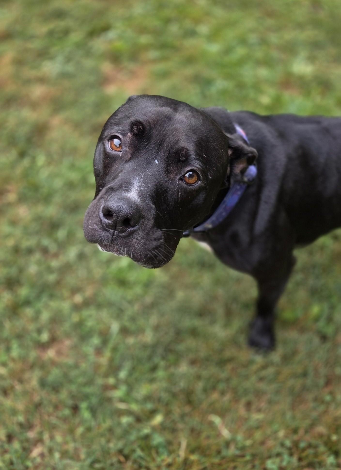 Loki, a Adoptable Pit Bull Terrier in Phoenix, MD image 1/4