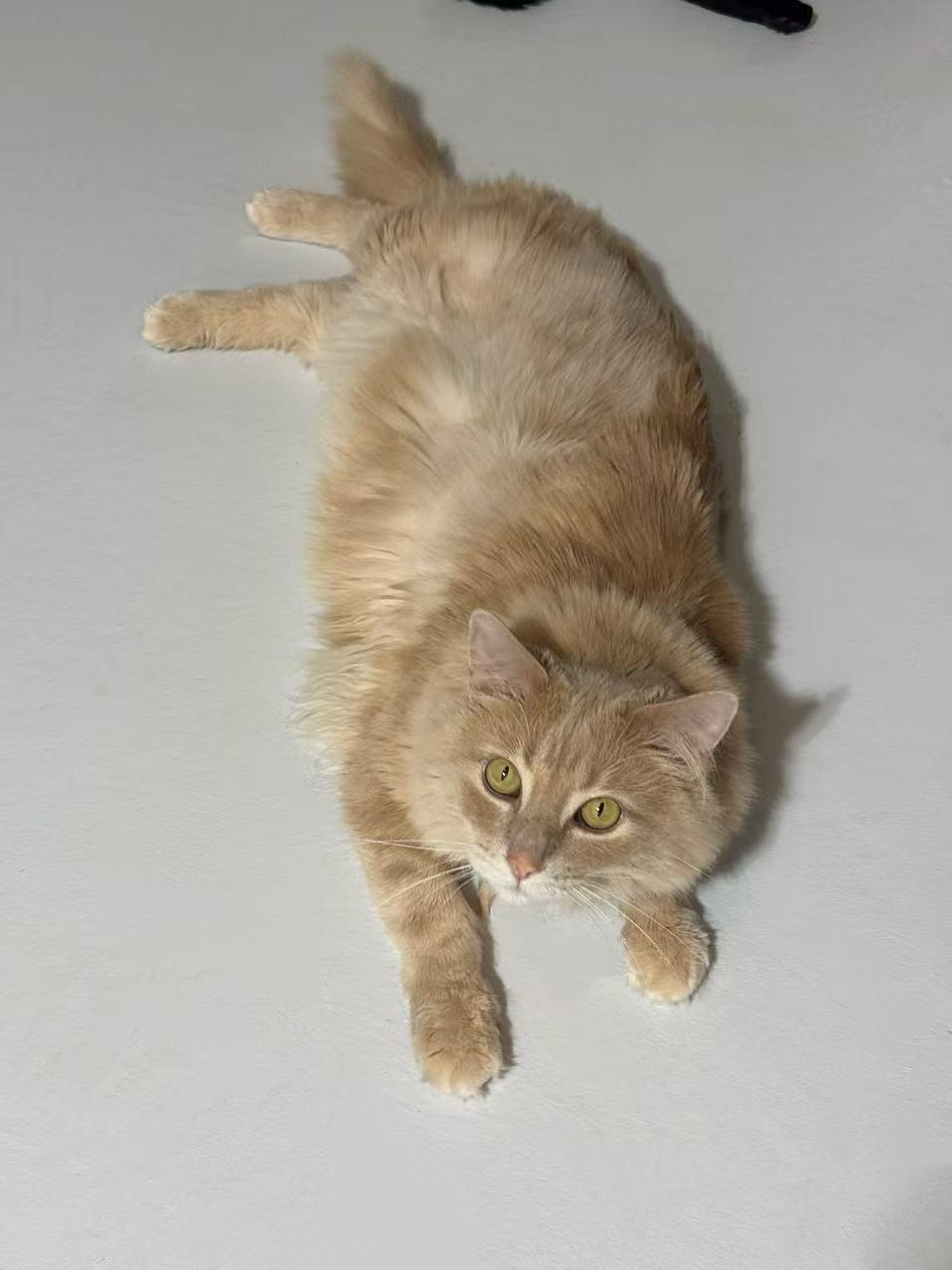 Enlarge Hoogie, a ADOPTABLE British Longhair in Surrey, BC image 5/6