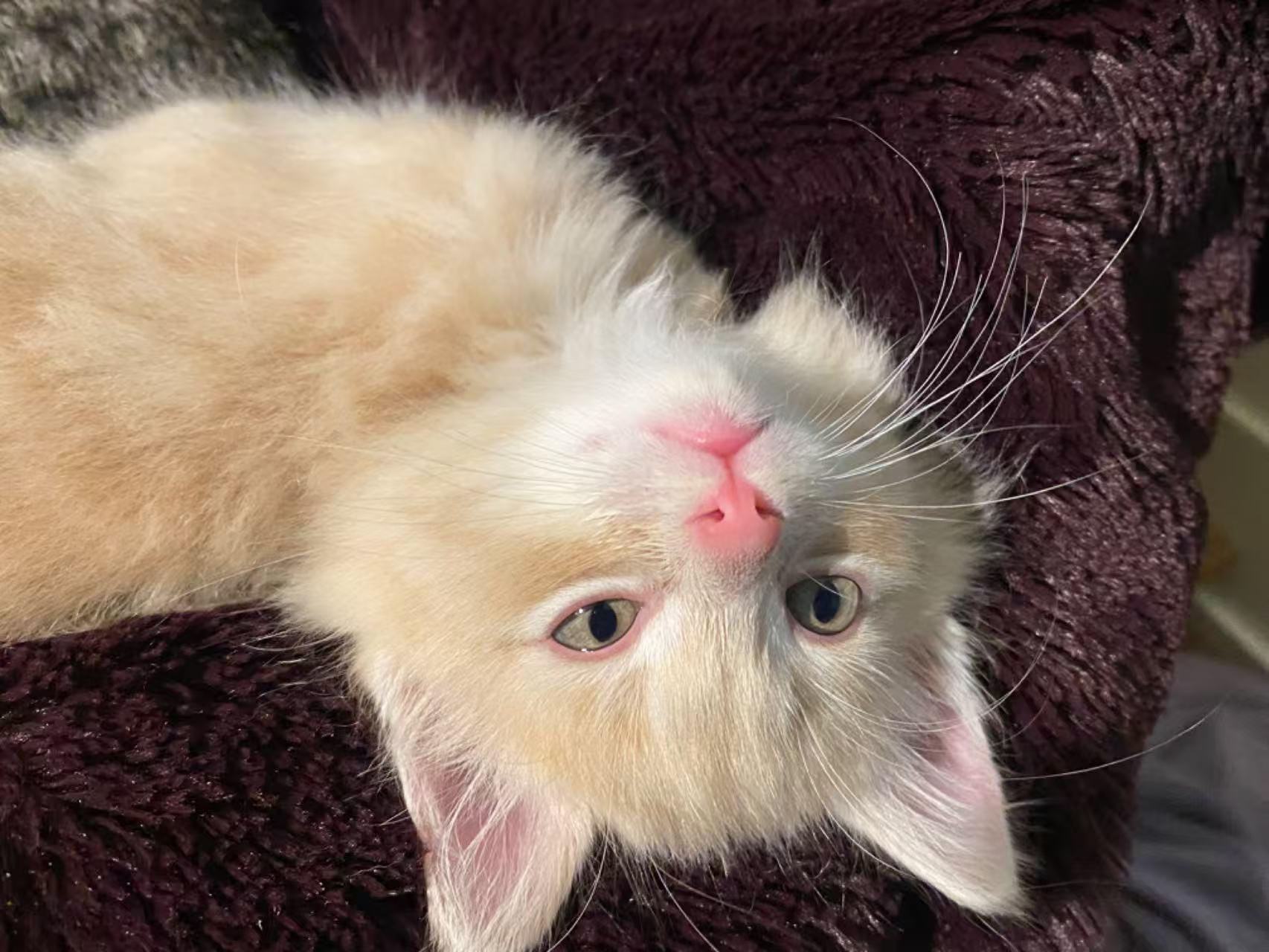Hoogie, ADOPTABLE, Young Male British Longhair.