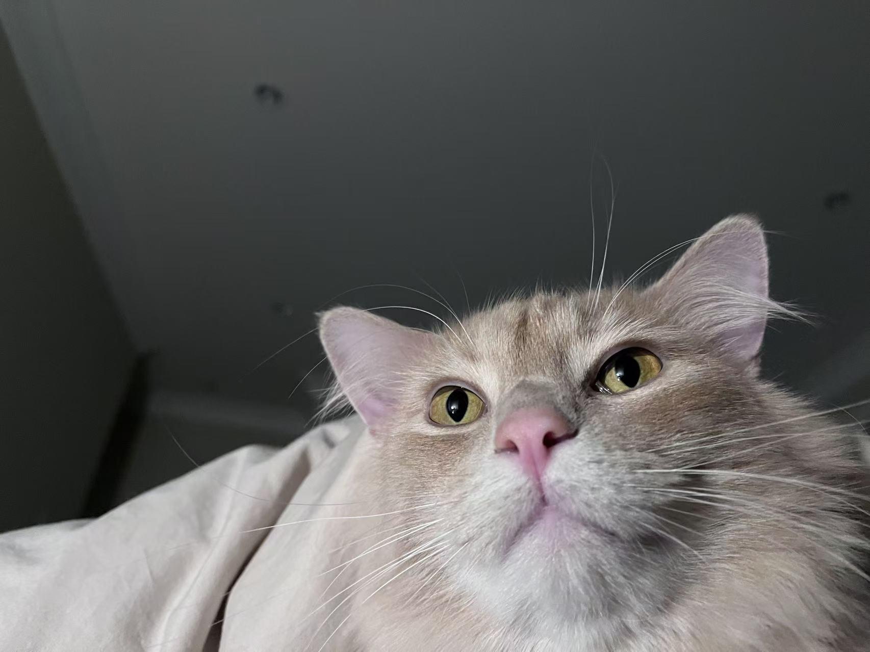 Enlarge Hoogie, a ADOPTABLE British Longhair in Surrey, BC image 2/6