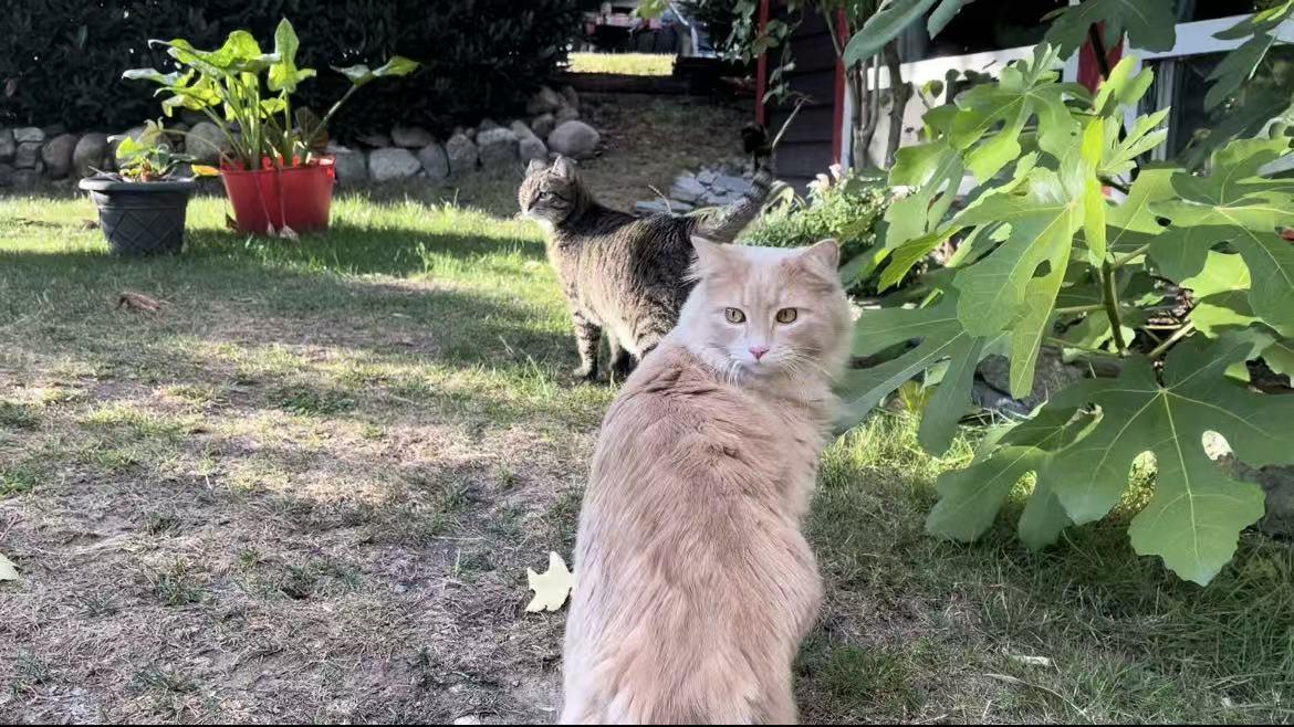 Enlarge Hoogie, a ADOPTABLE British Longhair in Surrey, BC image 6/6