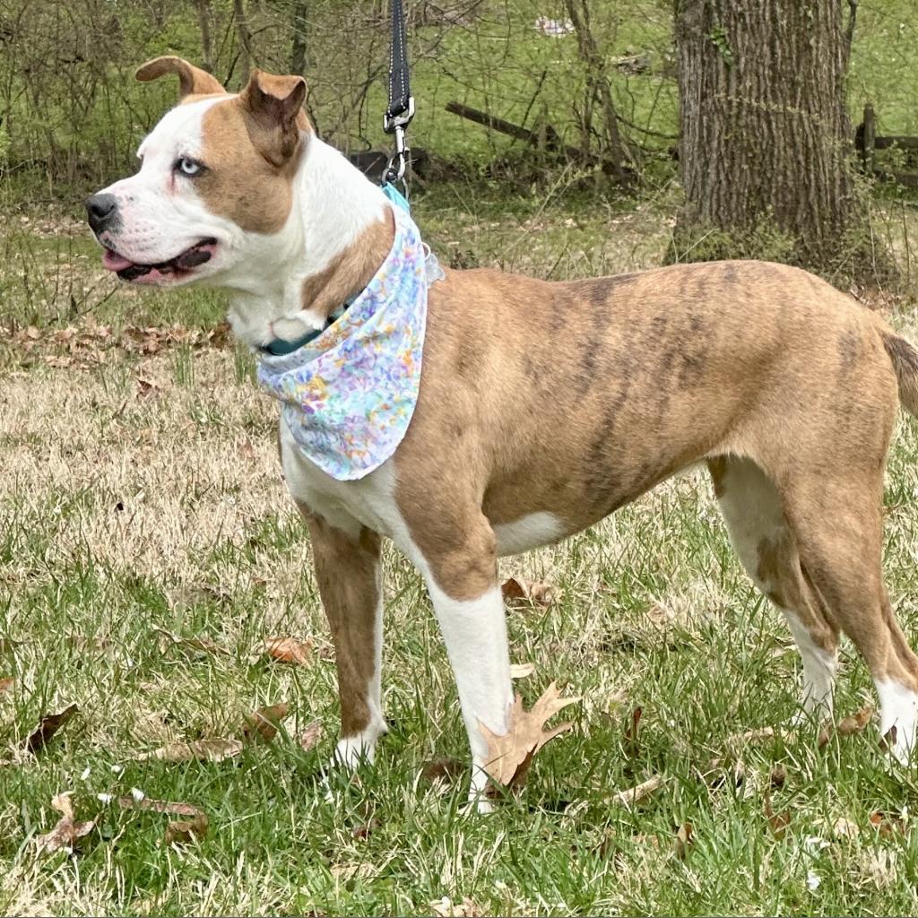 Clover-Paws Behind Bars Trained, a Adoptable mixed breed in La Grange, KY image 4/5