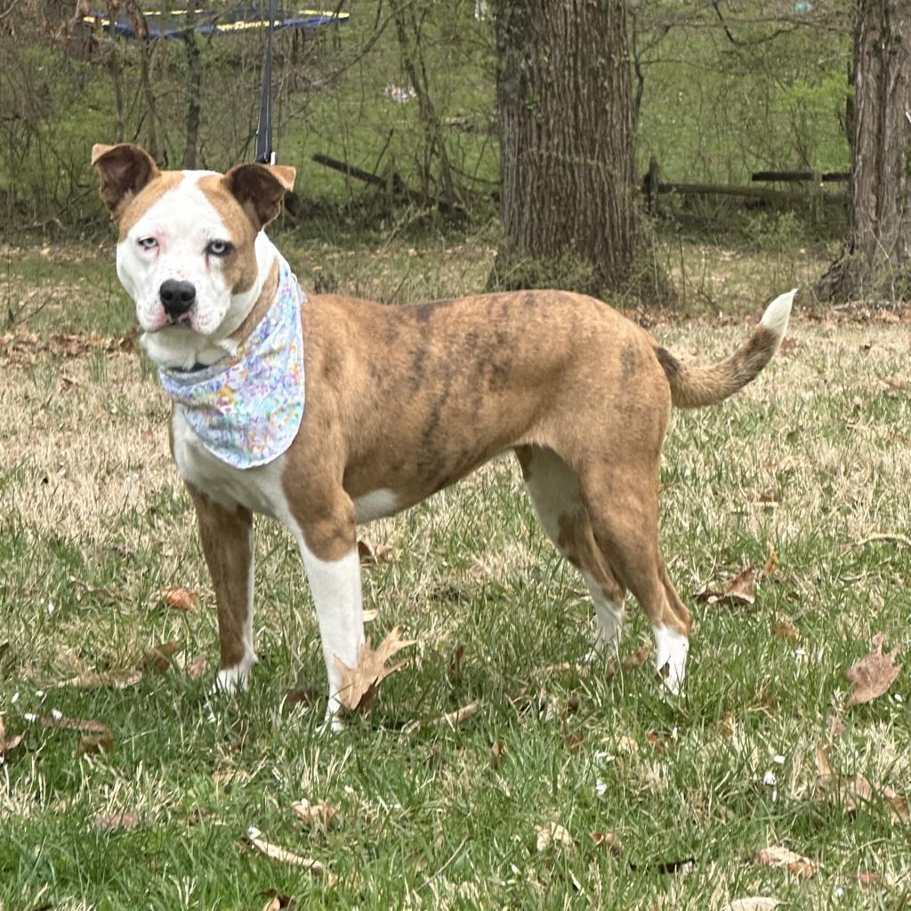 Clover-Paws Behind Bars Trained, a Adoptable mixed breed in La Grange, KY image 3/5