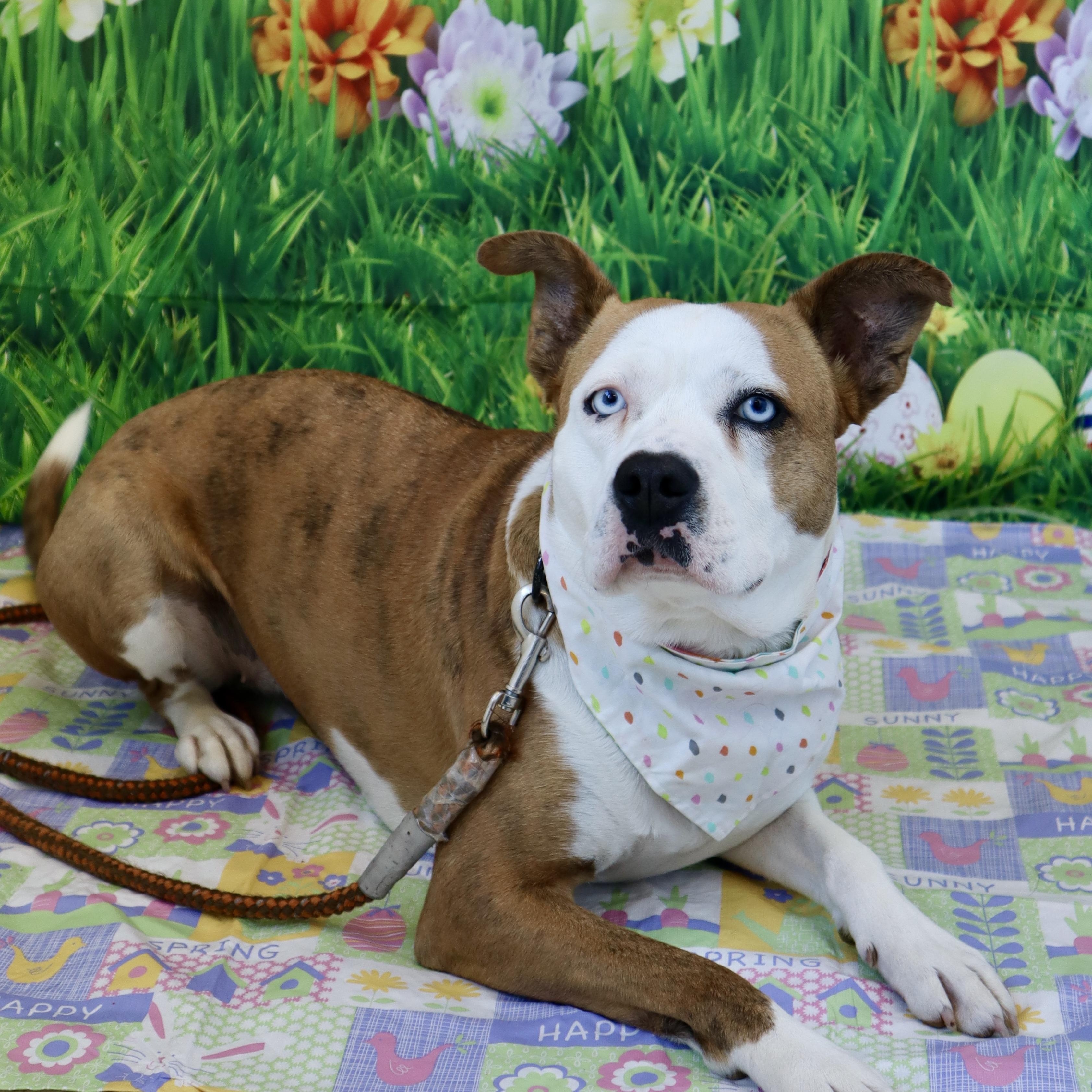 Clover-Paws Behind Bars Trained, Adult Female unknown