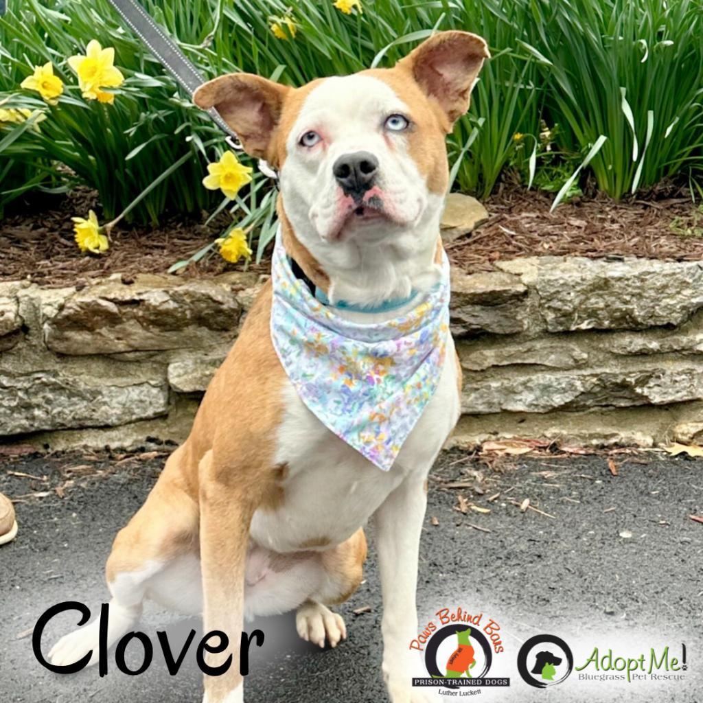 Clover-Paws Behind Bars Trained, a Adoptable mixed breed in La Grange, KY image 5/5