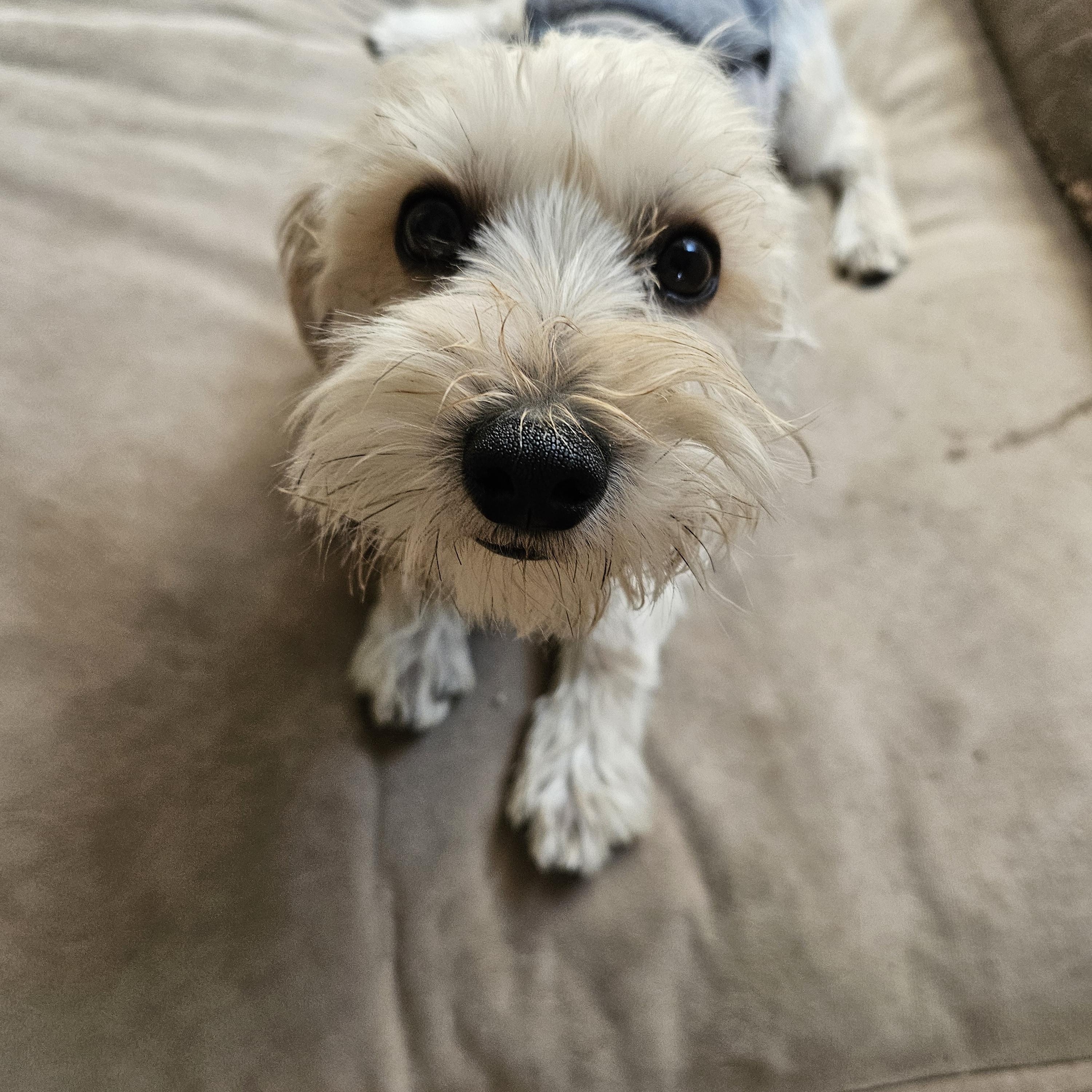 Enlarge Ozzie, a Adopted mixed breed in La Mesa, CA image 1/2