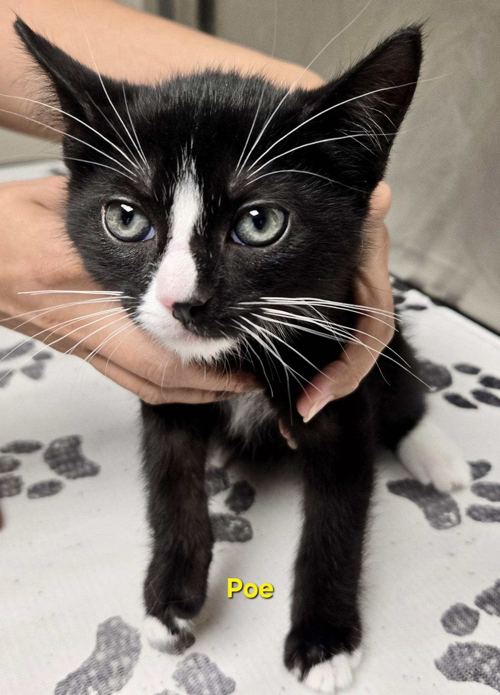 Poe, a Adoptable Domestic Short Hair in Penndel, PA image 2/3