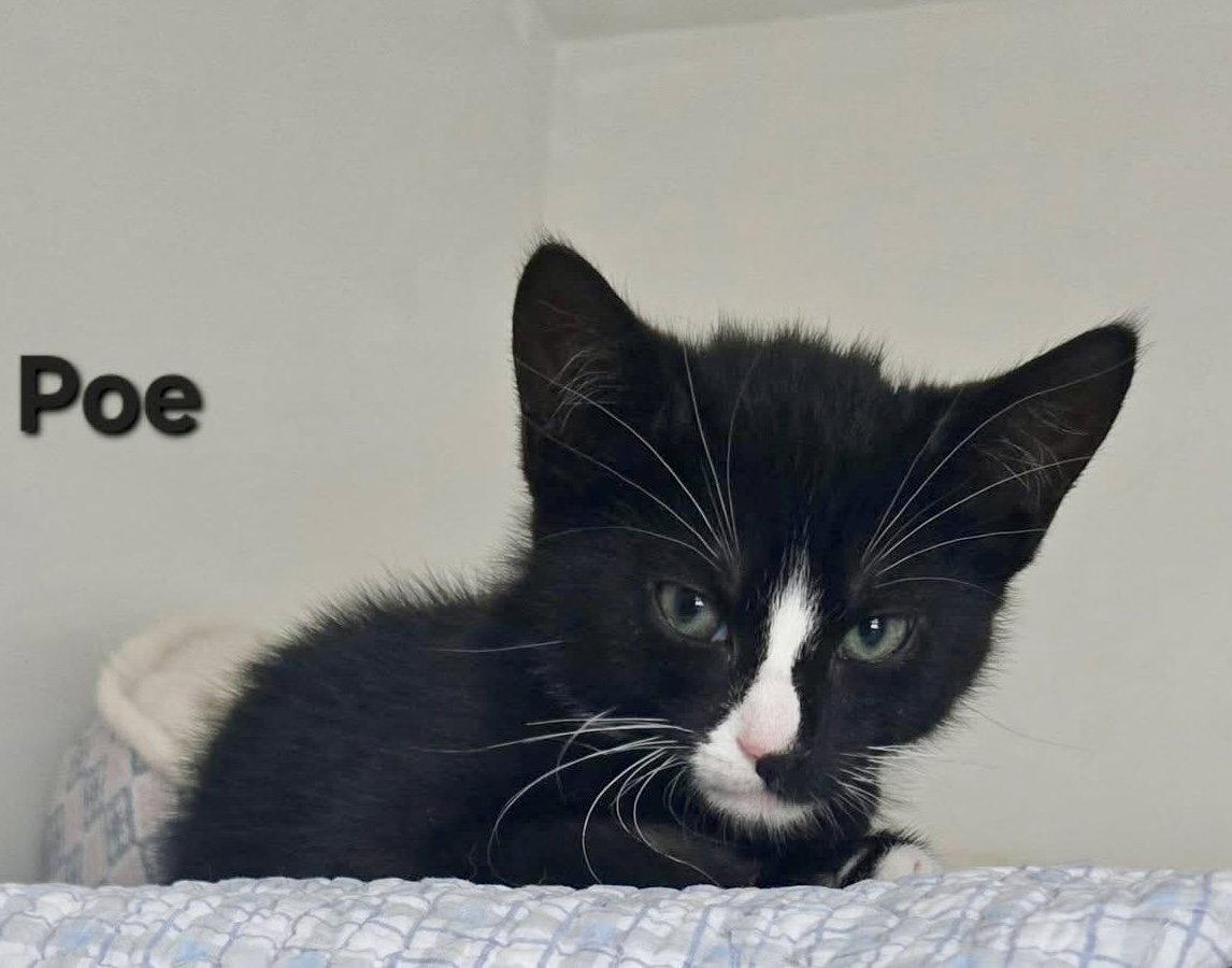 Poe, a Adoptable Domestic Short Hair in Penndel, PA image 3/3