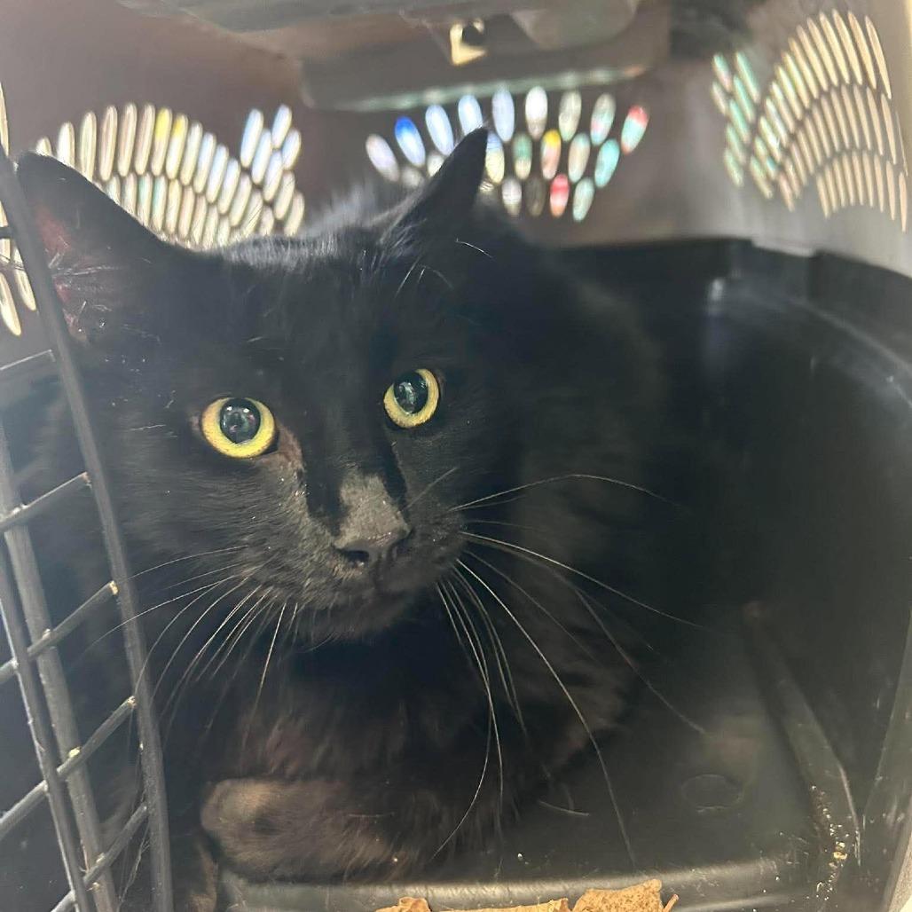 Jett, Adoptable, Adult Male Domestic Short Hair.