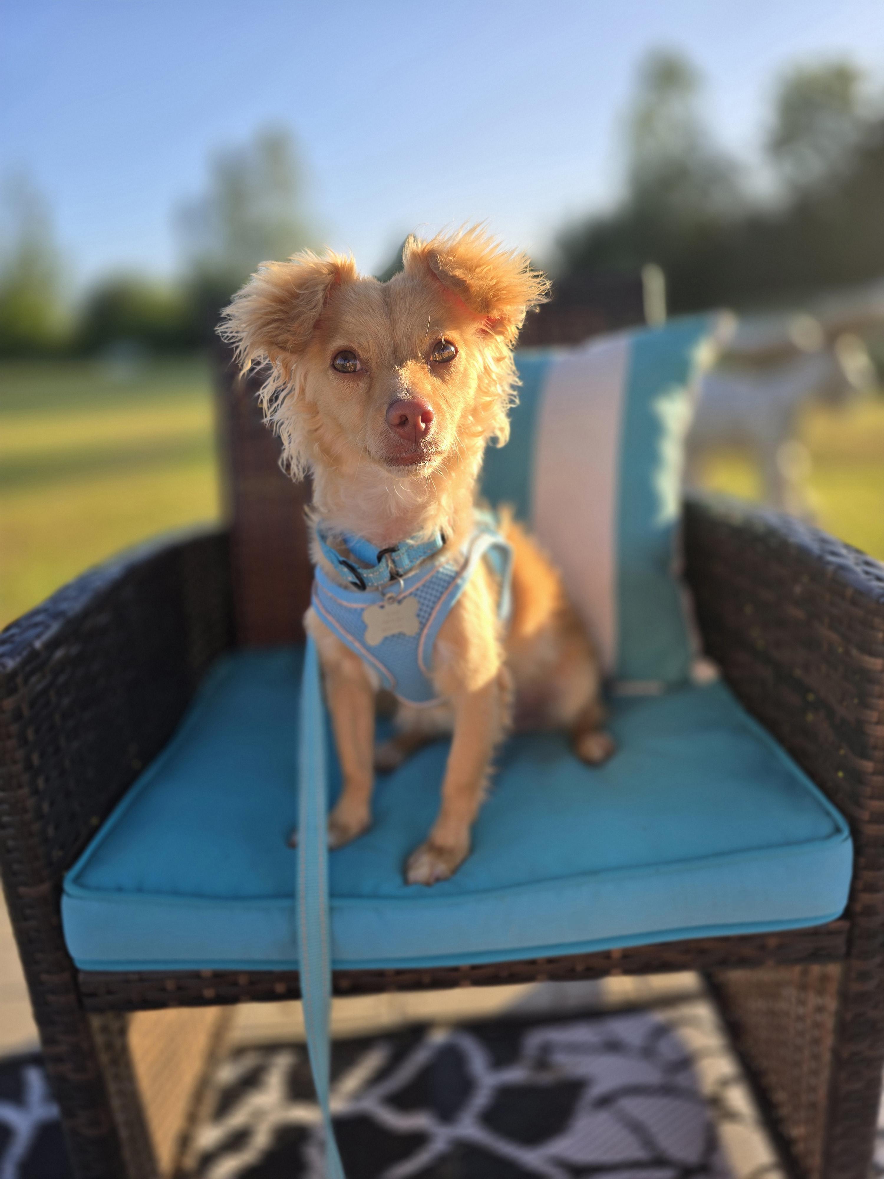 Swipper, an adoptable Mixed Breed in Chatsworth, ON, N0H 1G0 | Photo Image 3