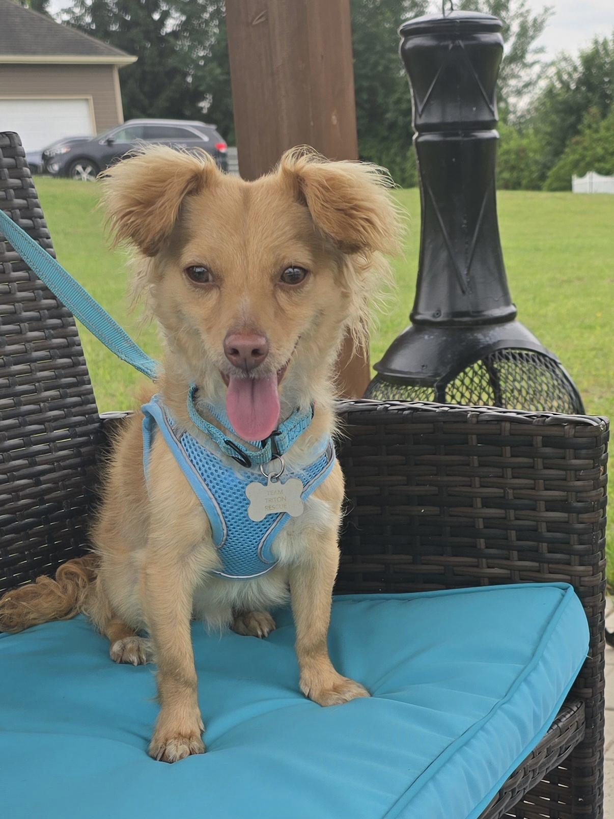 Swipper, an adoptable Mixed Breed in Chatsworth, ON, N0H 1G0 | Photo Image 1