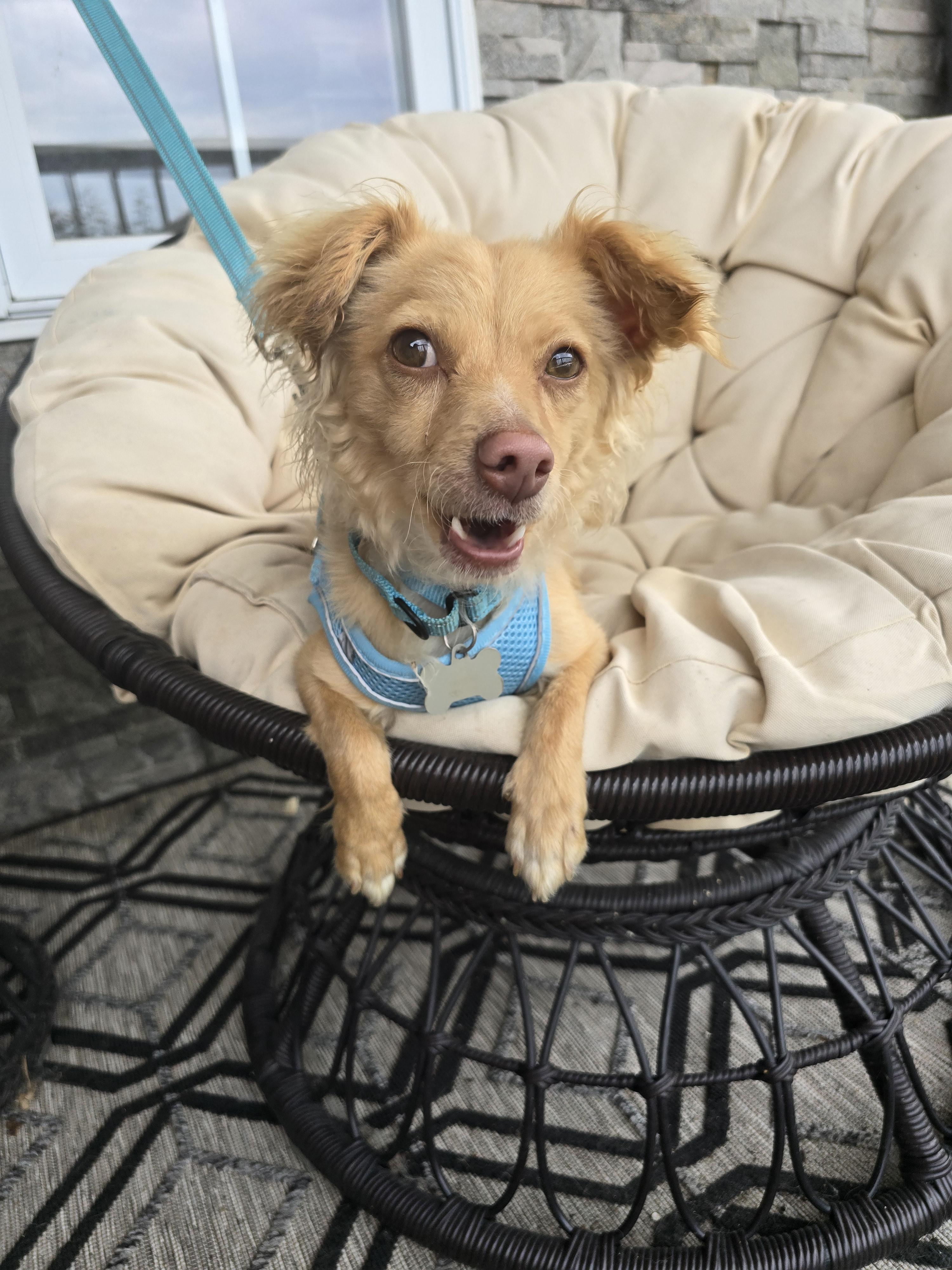 Swipper, an adoptable Mixed Breed in Chatsworth, ON, N0H 1G0 | Photo Image 2