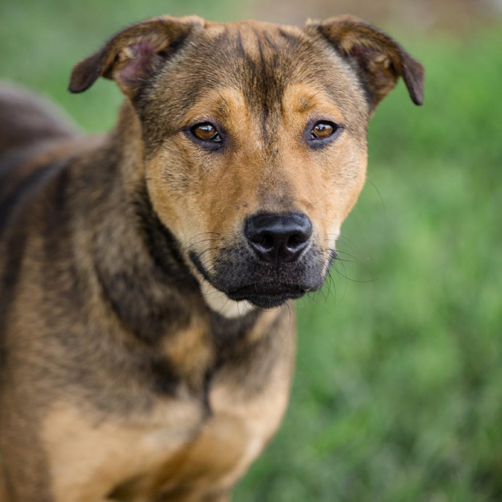 Miles, Adoptable, Adult Male Mixed Breed.