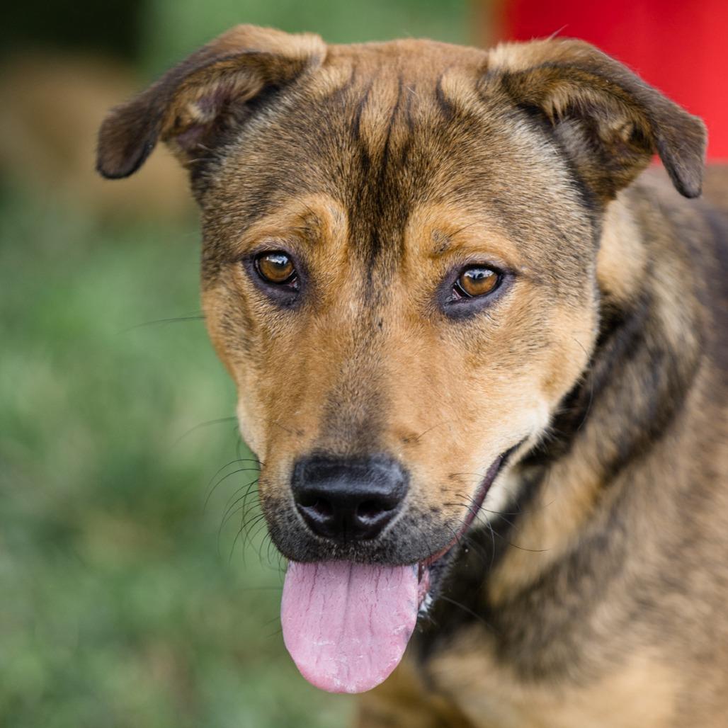 Enlarge Miles, a Adoptable Mixed Breed in Lake Jackson, TX image 2/5