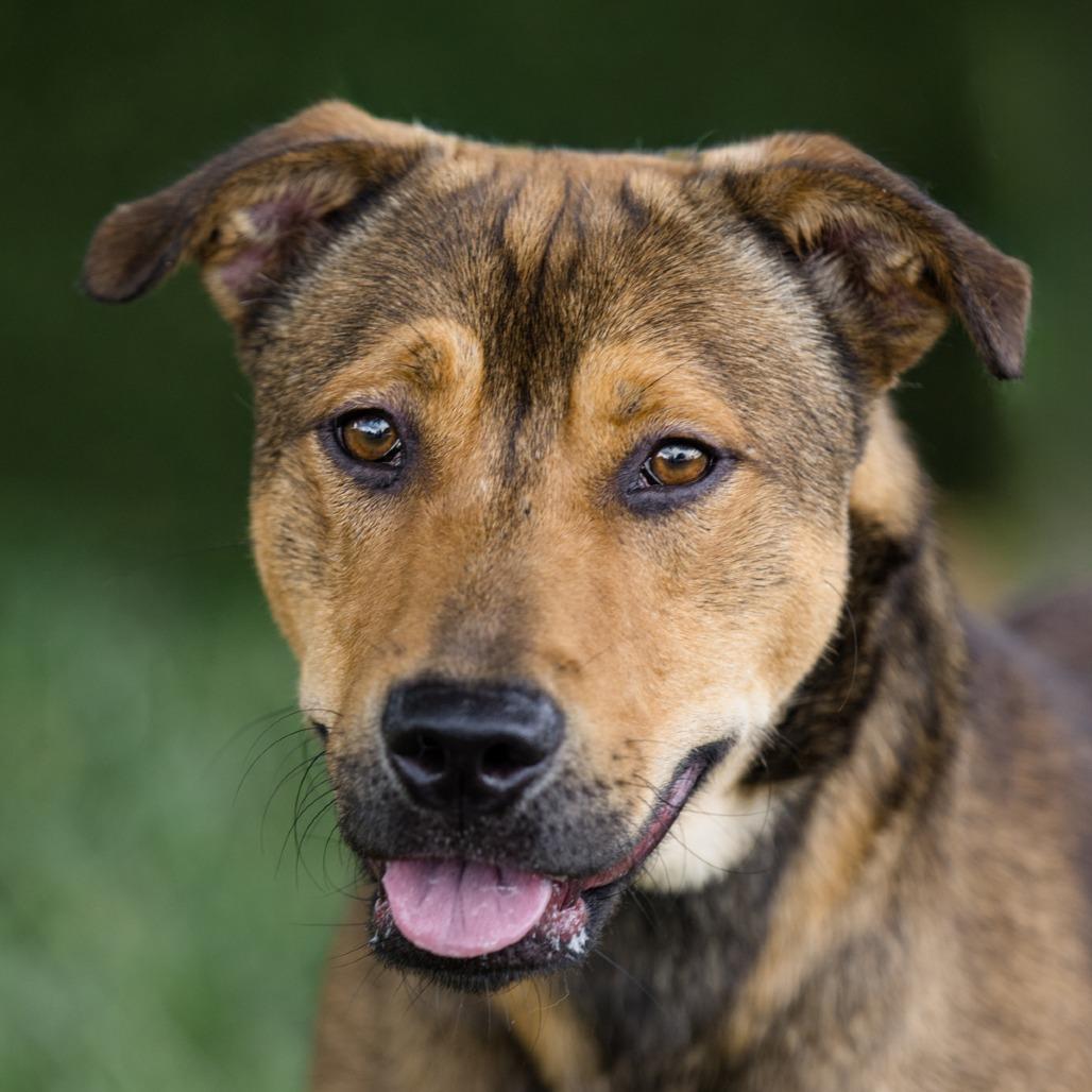 Enlarge Miles, a Adoptable Mixed Breed in Lake Jackson, TX image 3/5
