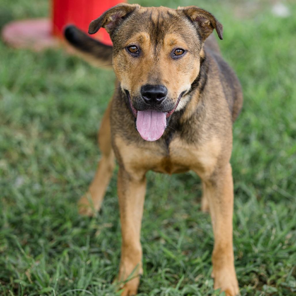 Enlarge Miles, a Adoptable Mixed Breed in Lake Jackson, TX image 4/5
