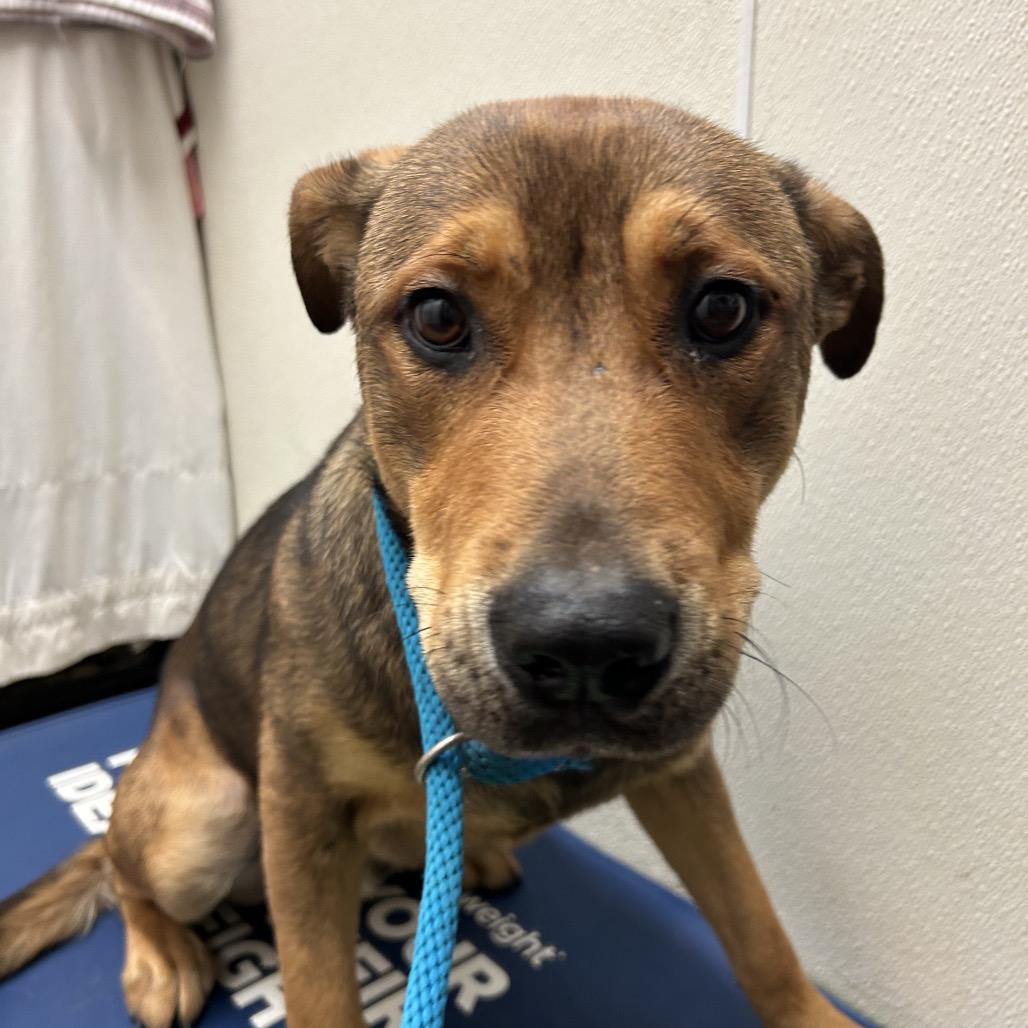 Enlarge Miles, a Adoptable Mixed Breed in Lake Jackson, TX image 5/5