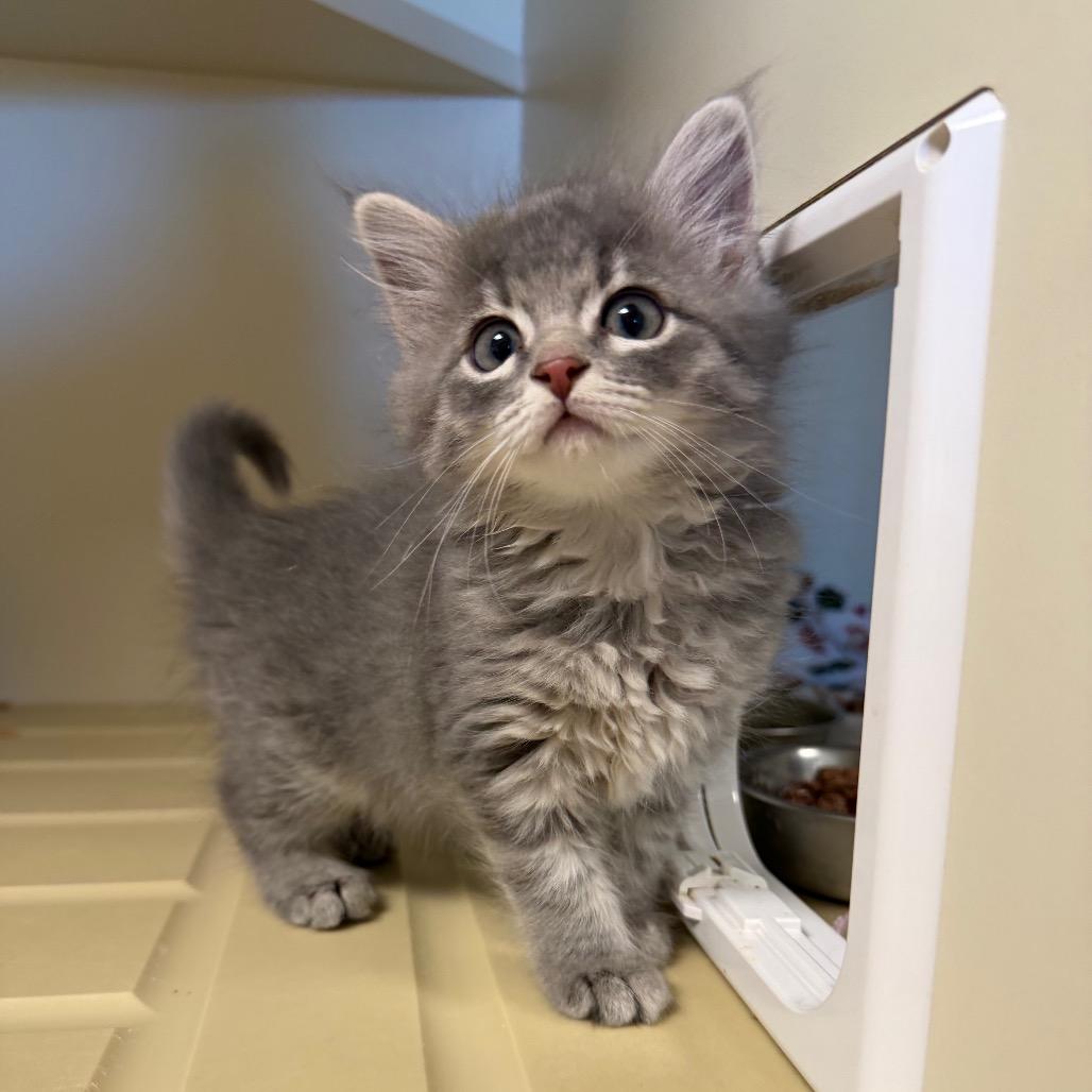 Enlarge Lava Girl, a Adoptable Domestic Short Hair in Cody, WY image 2/2