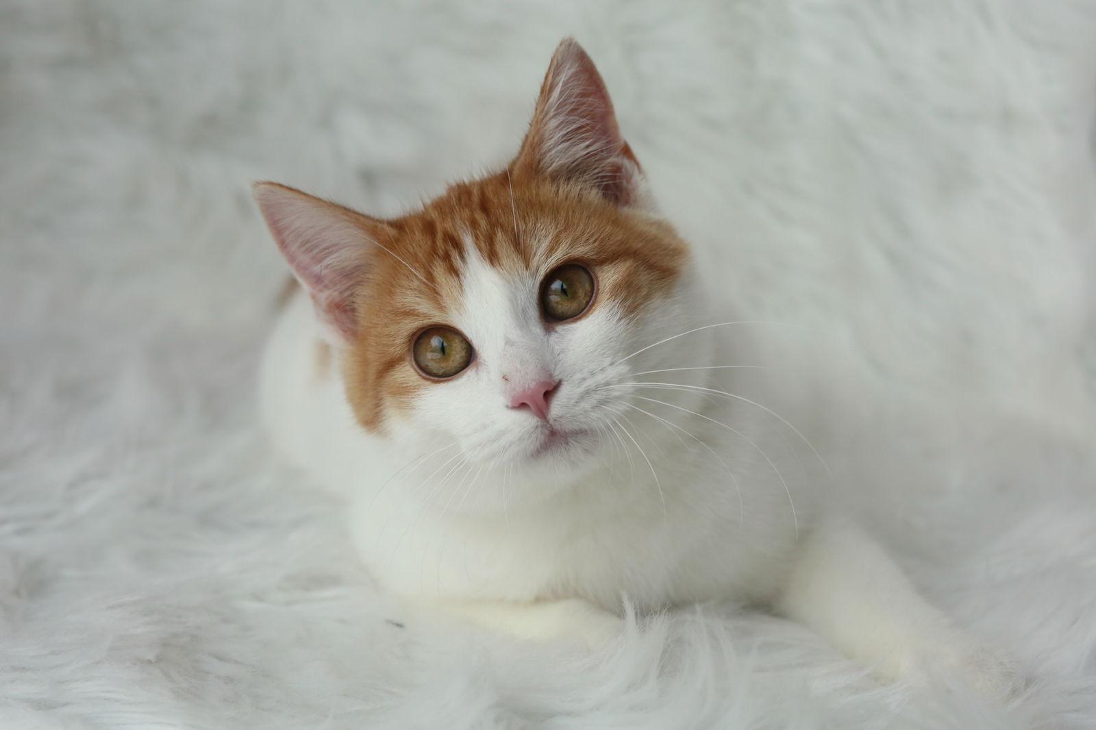 Boffen, Adoptable, Young Male Domestic Short Hair.