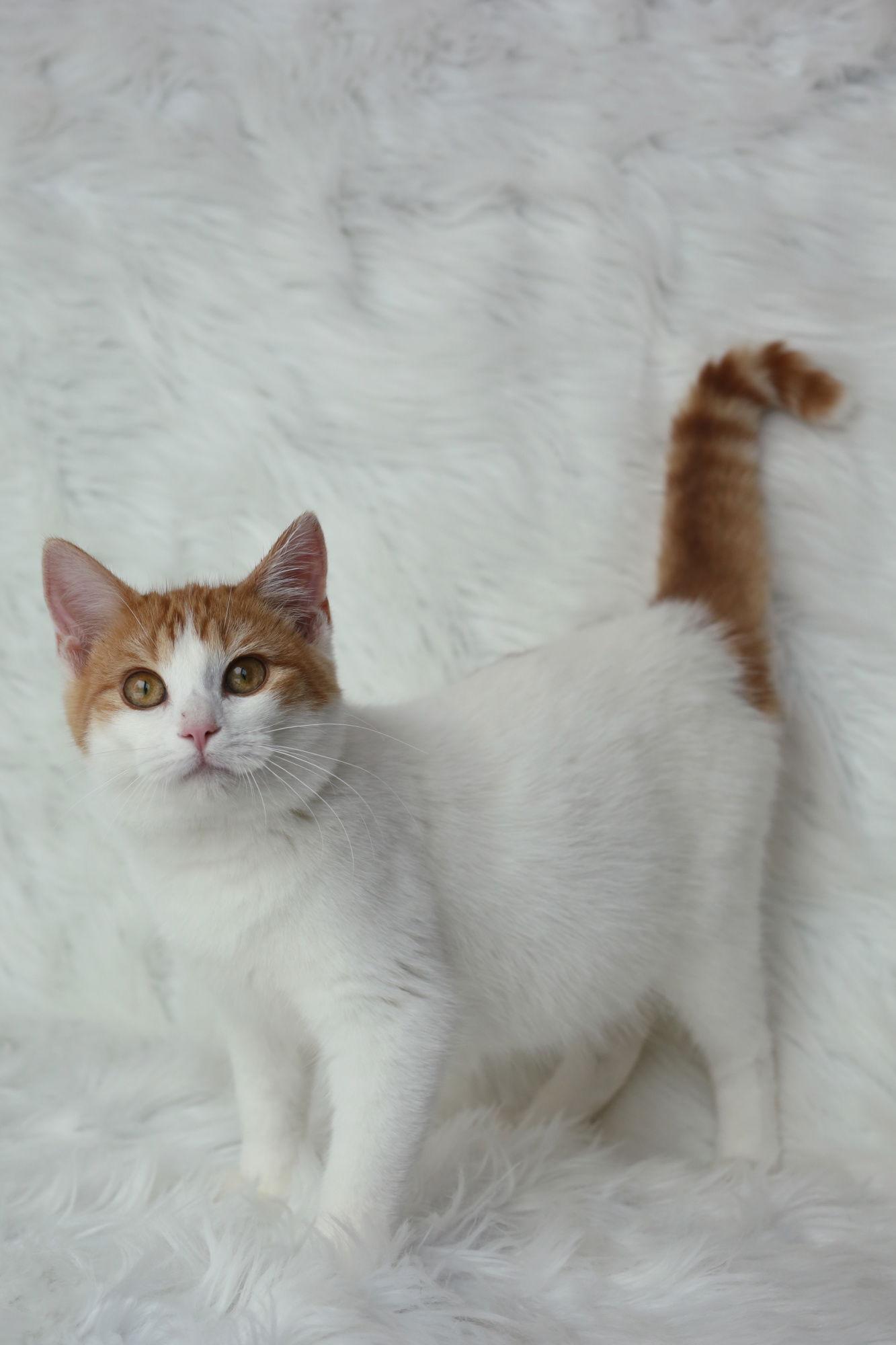 Enlarge Boffen, a Adoptable Domestic Short Hair in New Prague, MN image 2/3