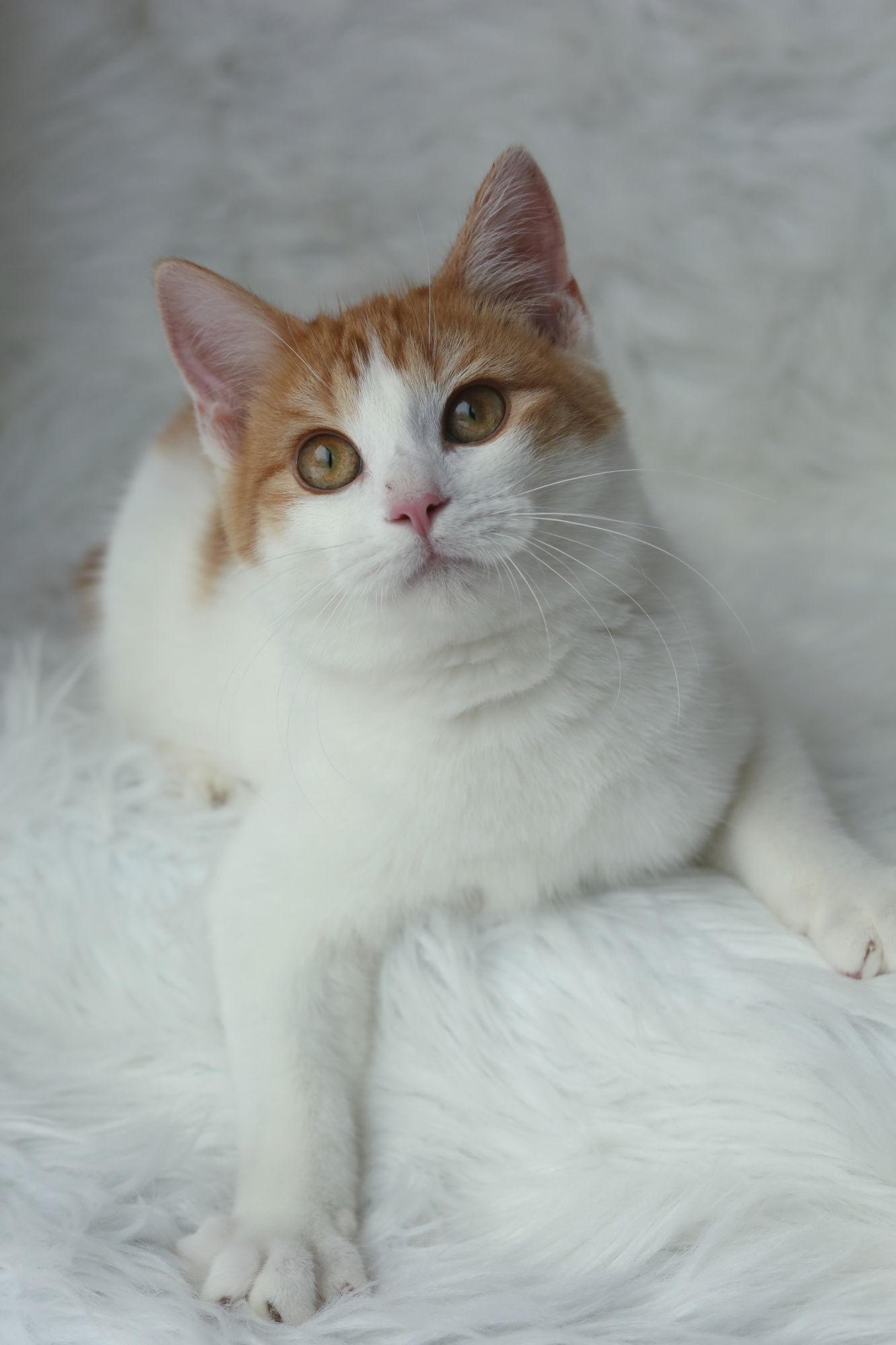 Enlarge Boffen, a Adoptable Domestic Short Hair in New Prague, MN image 3/3