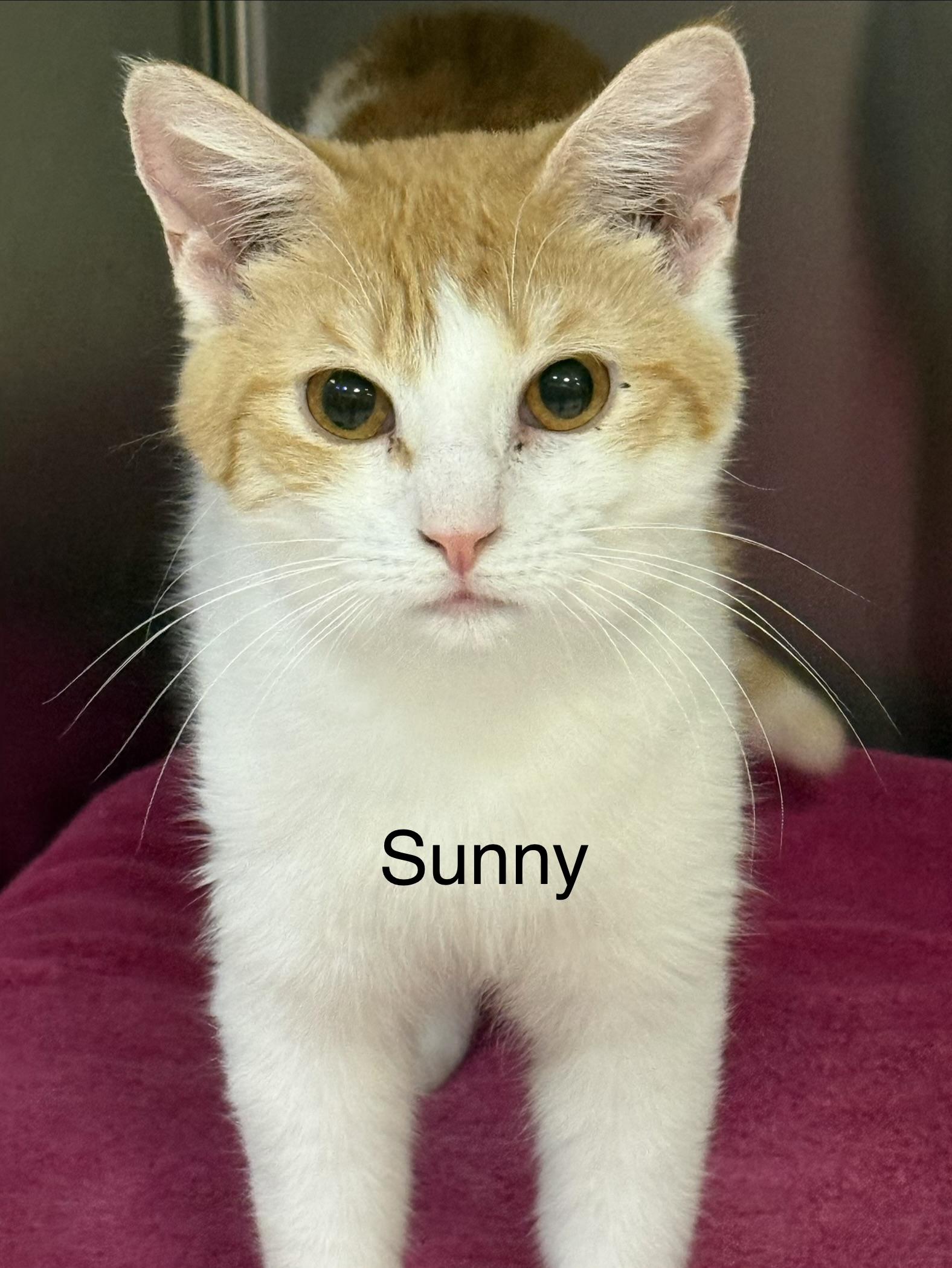 Sunny, ADOPTABLE, Kitten Male Domestic Short Hair.