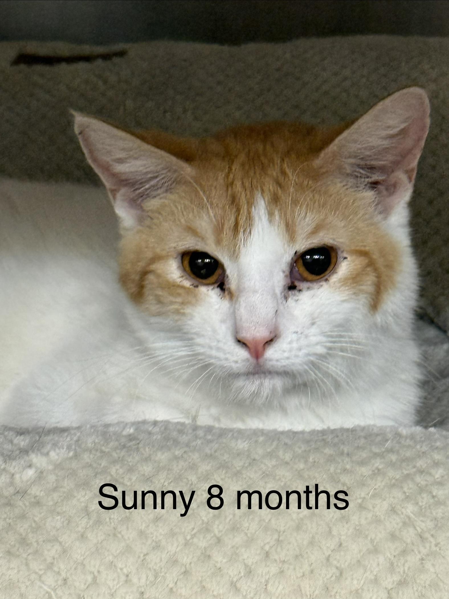 Enlarge Sunny, a ADOPTABLE Domestic Short Hair in Plymouth, MA image 2/2