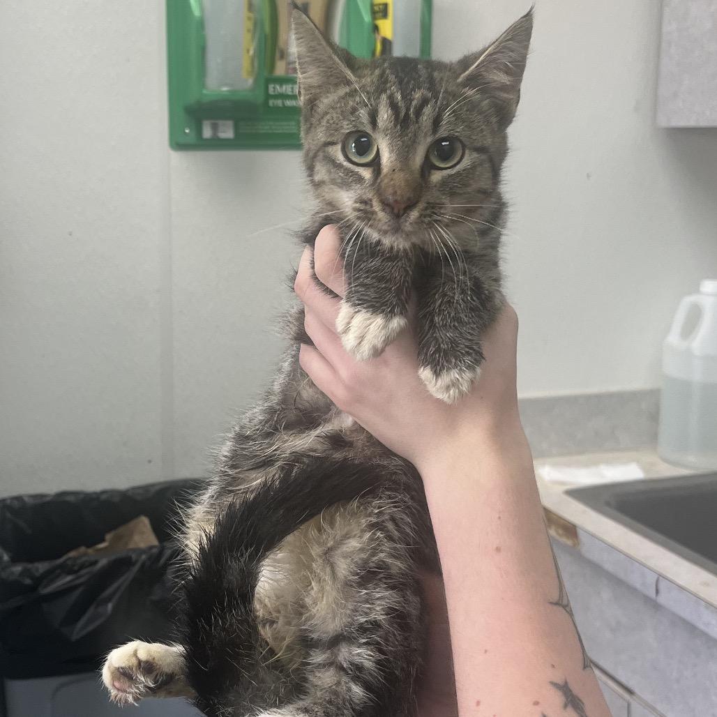 Loudmouth Bass *AVAILABLE AT HELENA VETERINARY CLINIC*, a Adoptable Domestic Short Hair in Columbiana, AL image 1/2