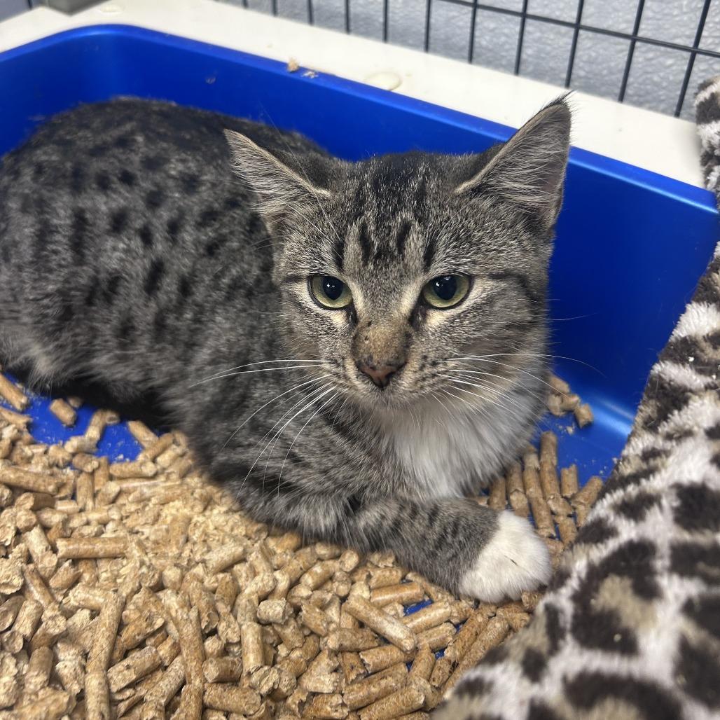 Loudmouth Bass *AVAILABLE AT HELENA VETERINARY CLINIC*, a Adoptable Domestic Short Hair in Columbiana, AL image 2/2