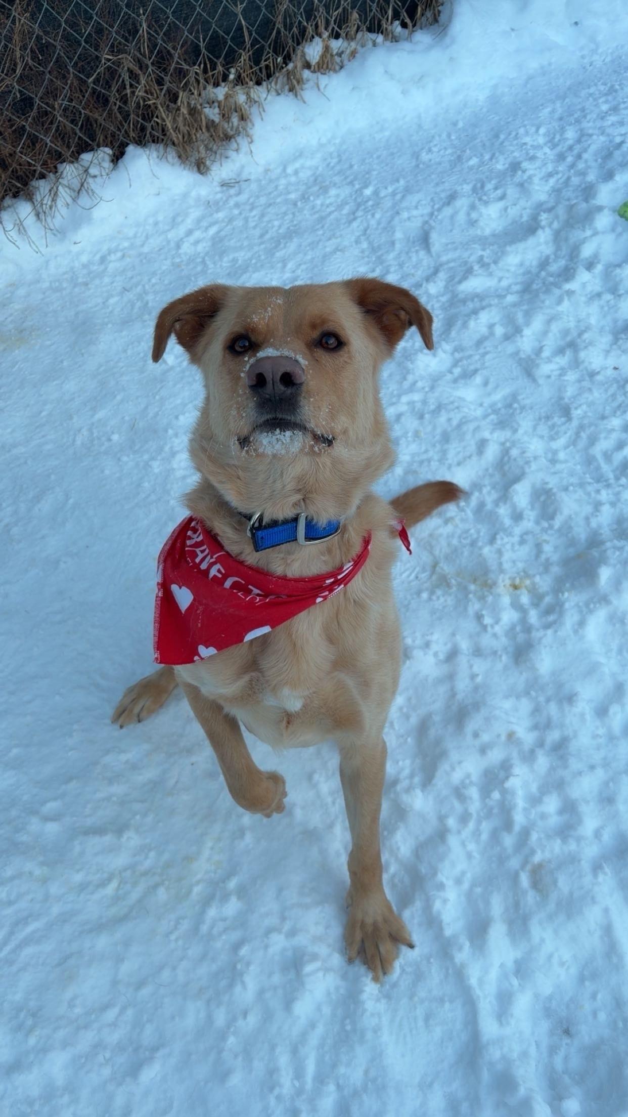 Enlarge Cosmo, an adoptable mixed breed in Orleans, VT image 1/5