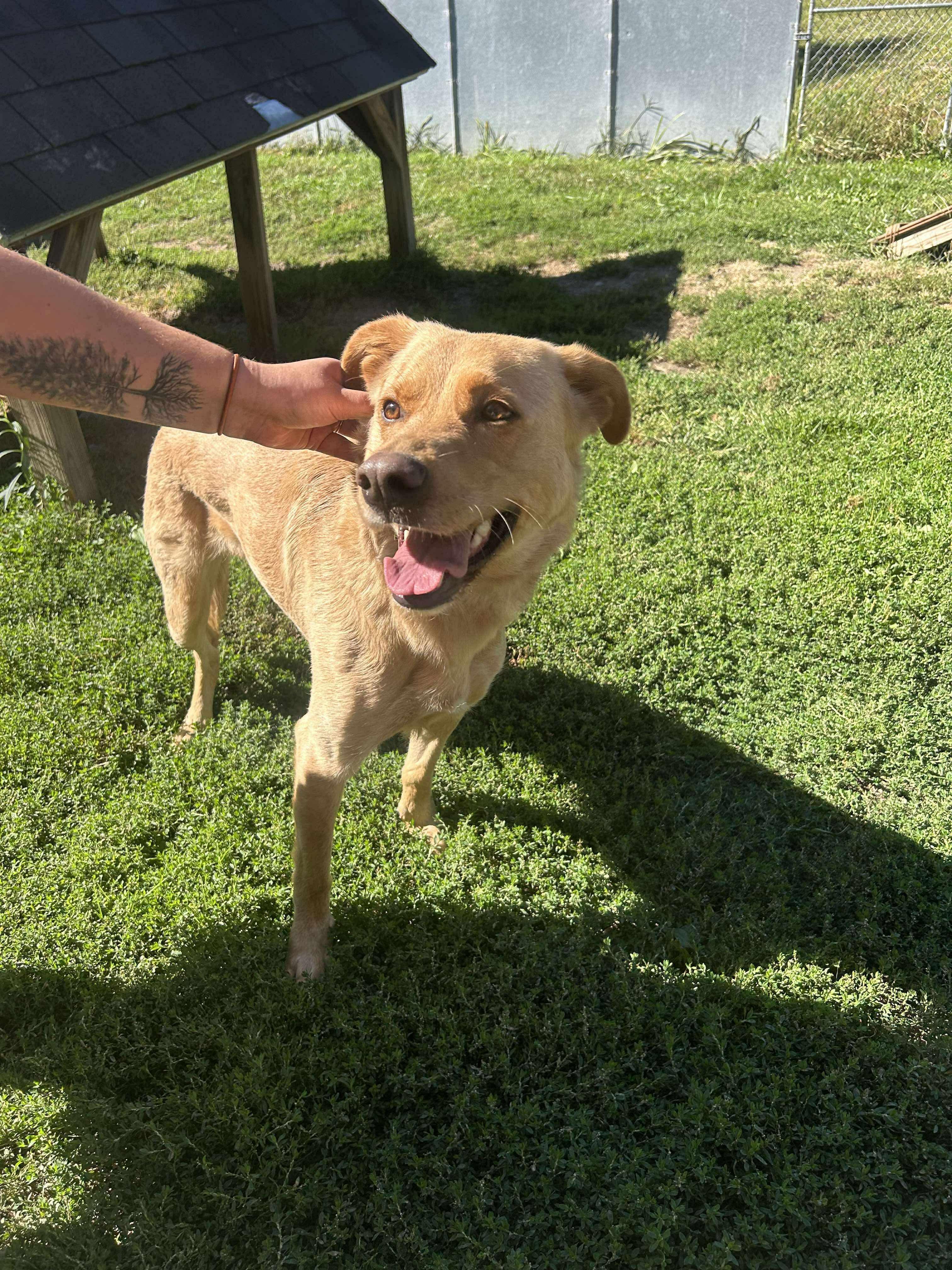 Cosmo, an adoptable mixed breed in Orleans, VT image 2/3