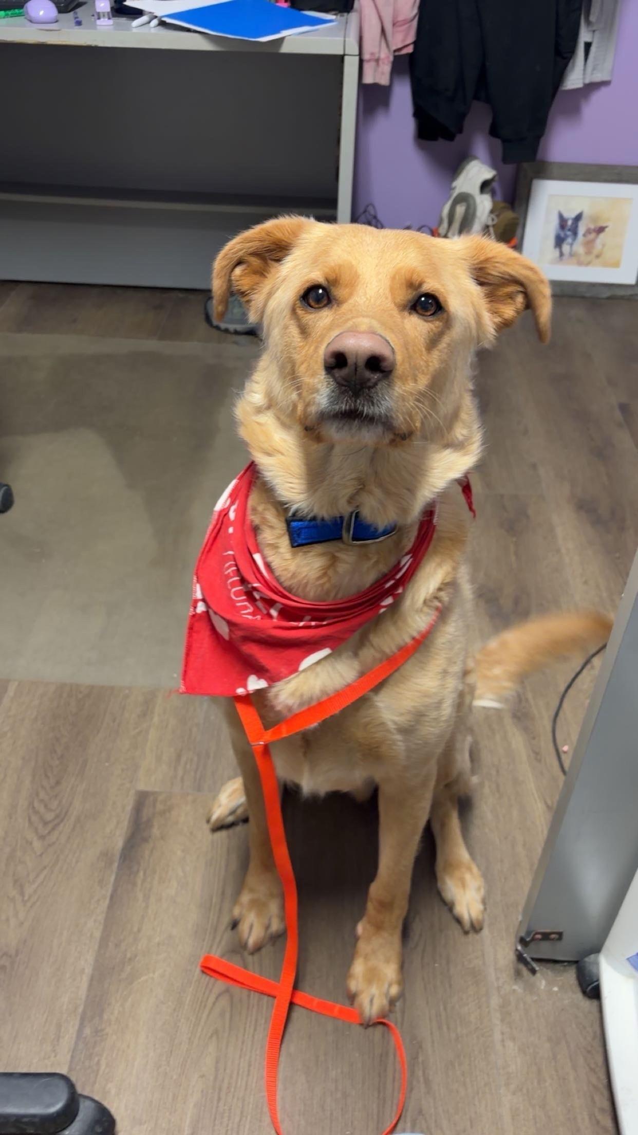 Enlarge Cosmo, an adoptable mixed breed in Orleans, VT image 4/5