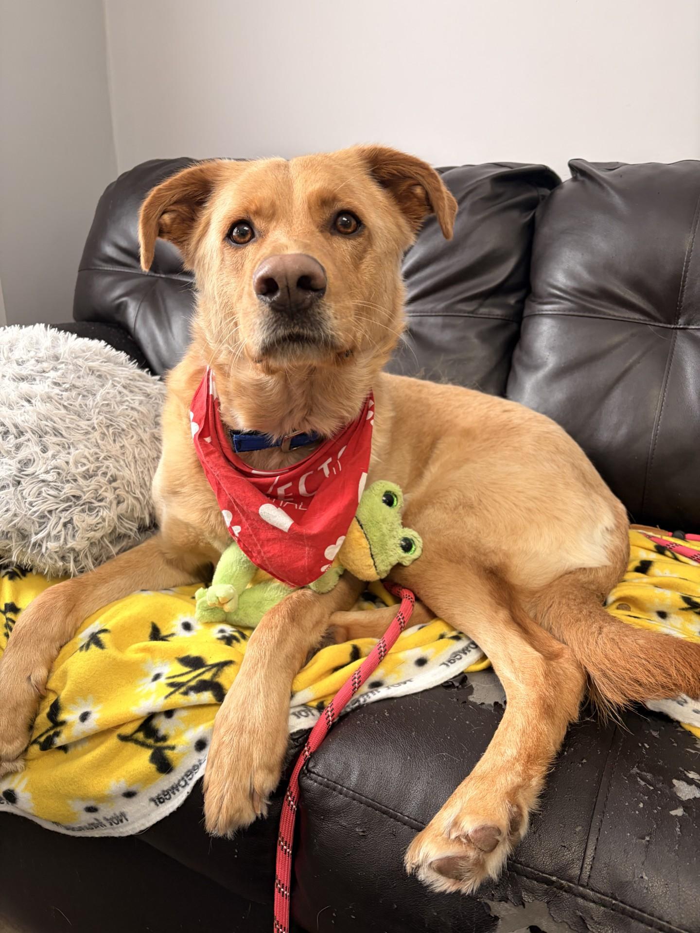 Enlarge Cosmo, an adoptable mixed breed in Orleans, VT image 2/5