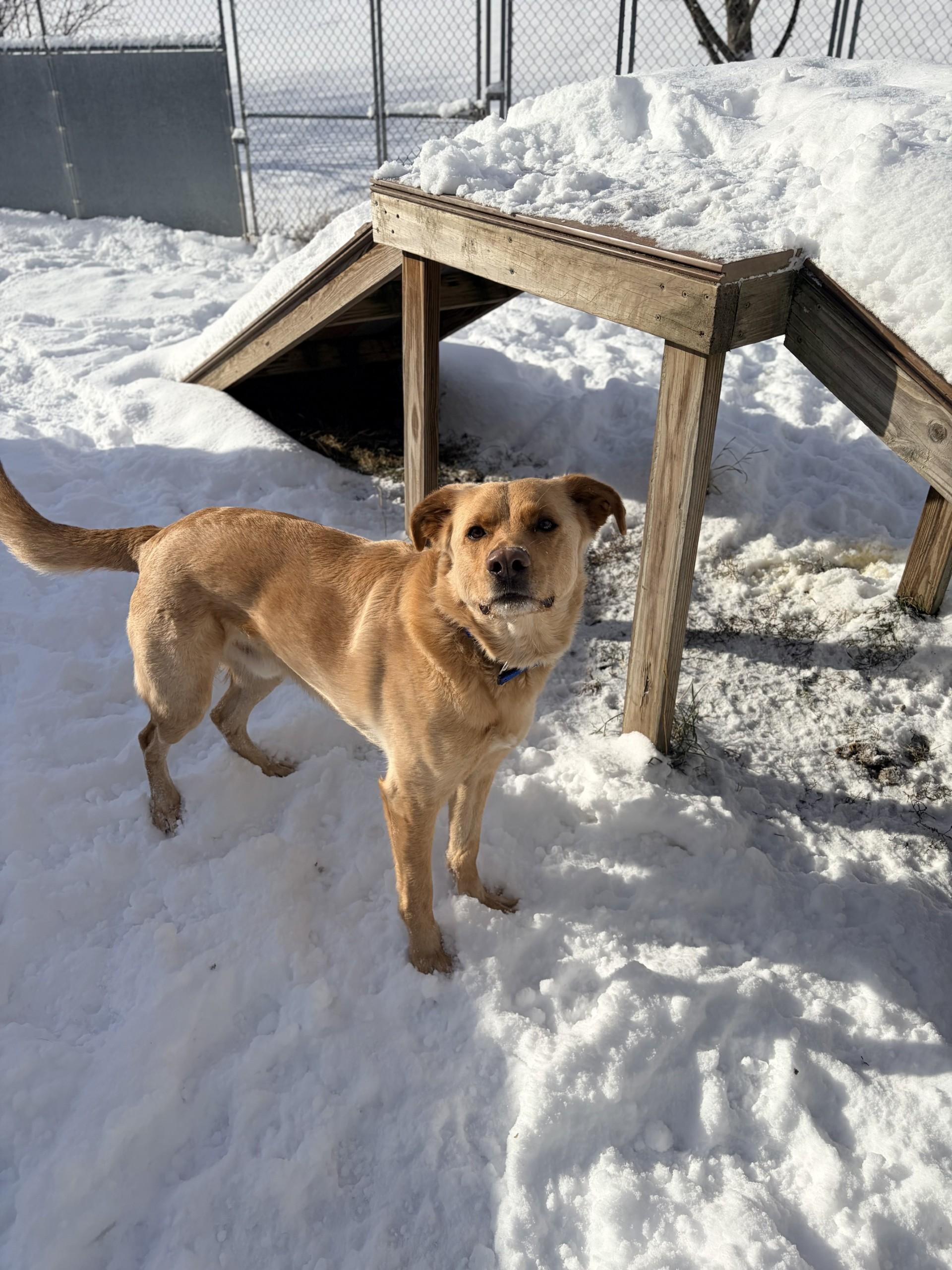 Cosmo, an adoptable mixed breed in Orleans, VT image 3/3