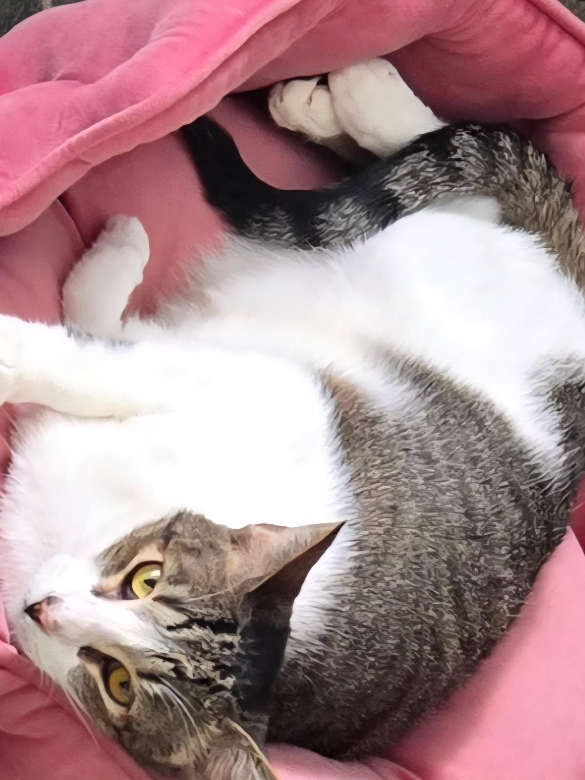 Enlarge Wildfire, a Adoptable Domestic Short Hair in AUBURNDALE, FL image 1/2