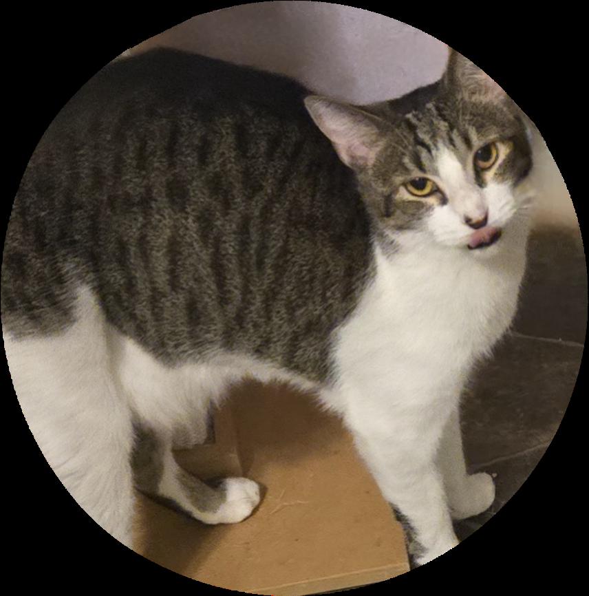 Enlarge Wildfire, a Adoptable Domestic Short Hair in AUBURNDALE, FL image 2/2