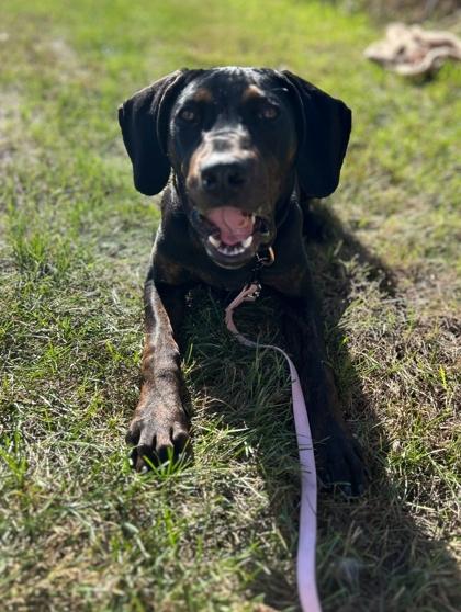 Marley, Adoptable, Adult Female Coonhound & Mixed Breed.