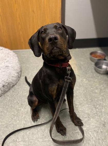 Enlarge Marley, a Adoptable mixed breed in Shawano, WI image 2/3