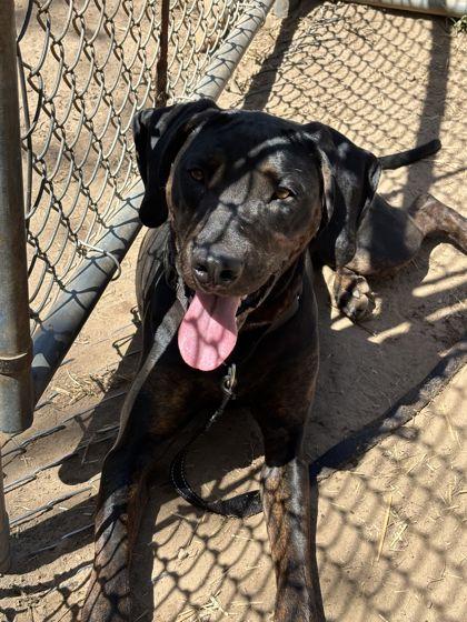 Enlarge Marley, a Adoptable mixed breed in Shawano, WI image 3/3