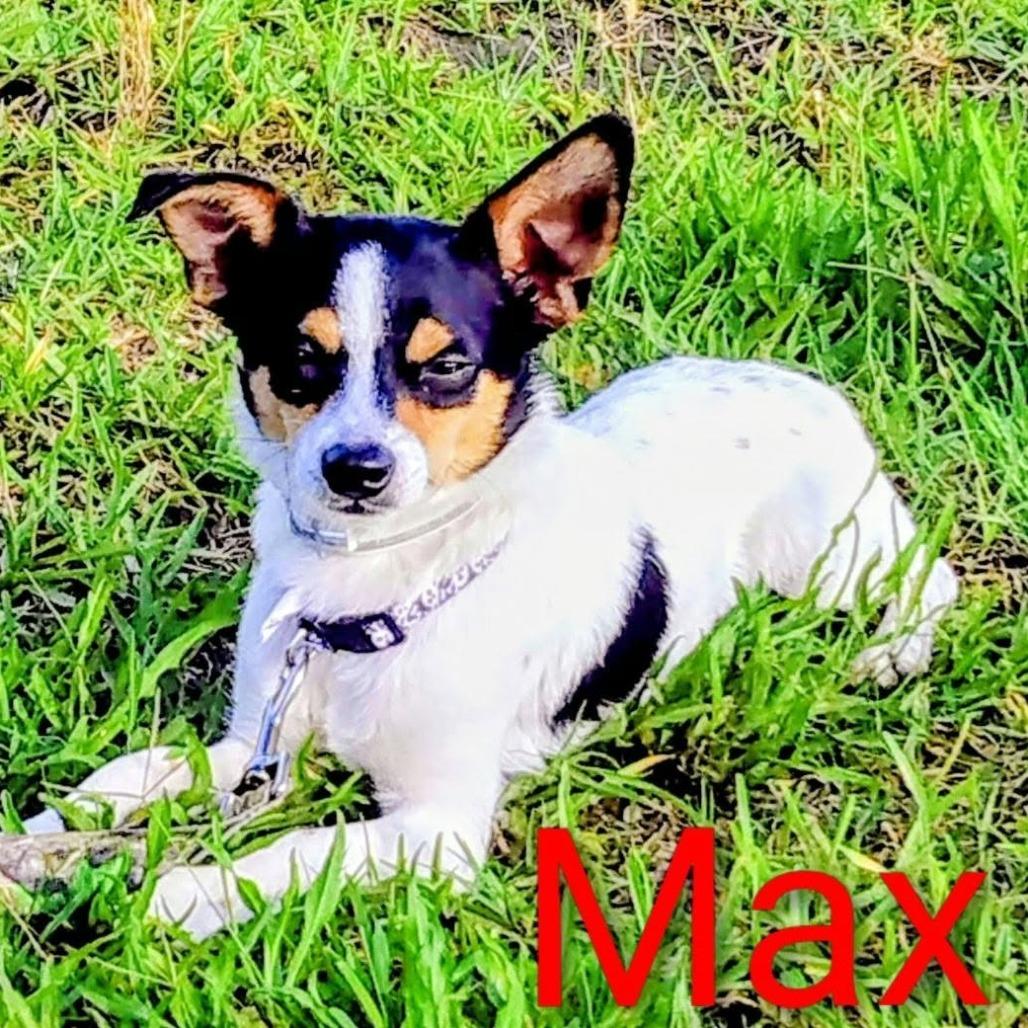 Maximo D12681, Adoptable, Senior Male Chihuahua & Rat Terrier.