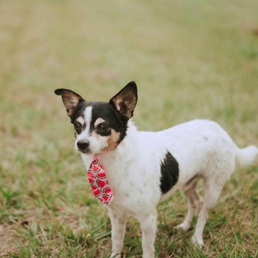 Enlarge Maximo D12681, a Adoptable mixed breed in Elk River, MN image 2/3
