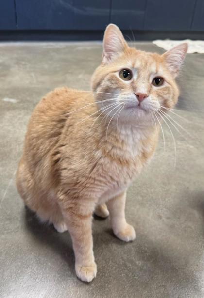 Enlarge Gravy, a Adoptable Domestic Short Hair in Quincy, IL image 1/1
